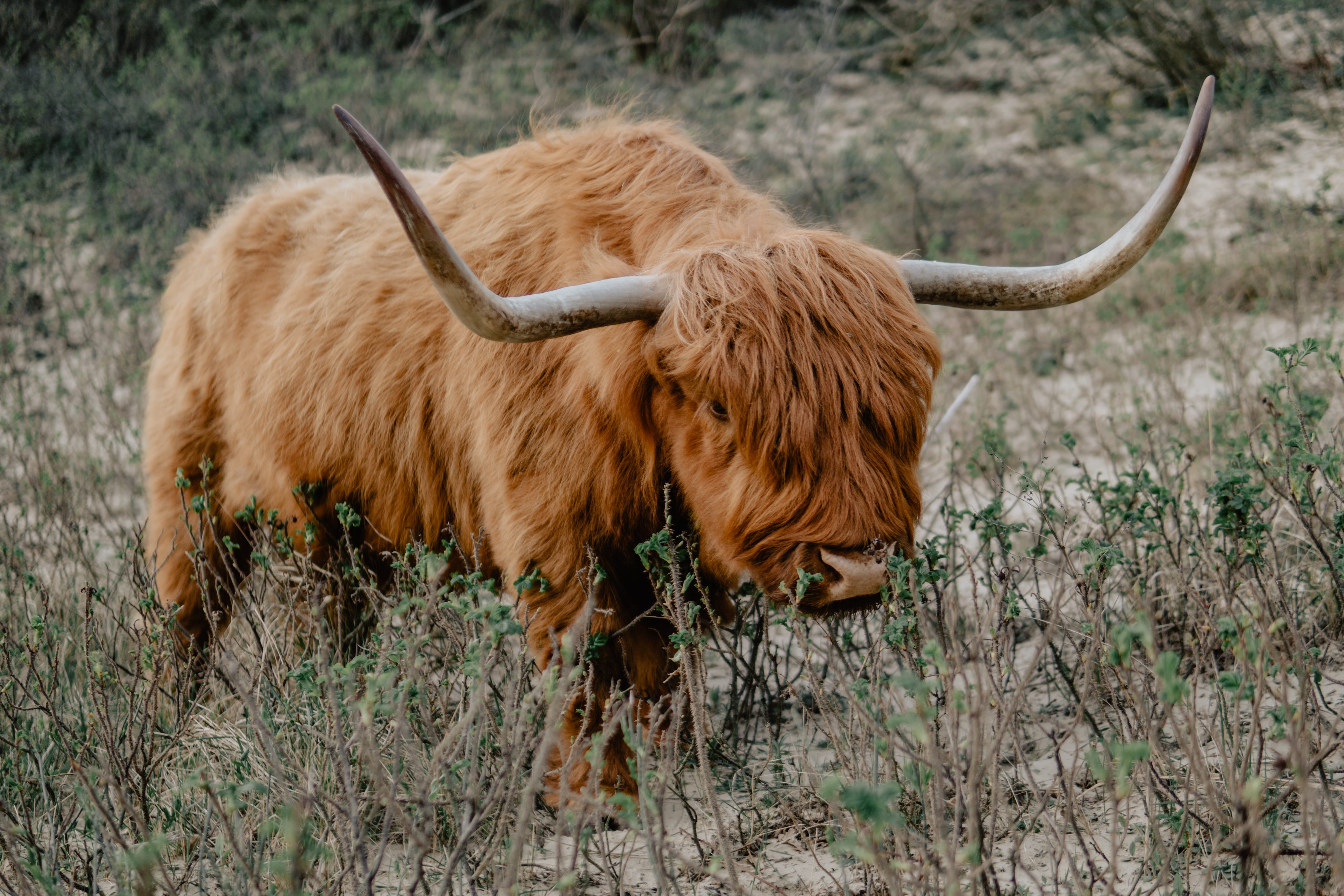 apparel, livestock, 5K, animal themes, horned, cattle, longhorn, domestic, skirt, ground, rodeo, animal, domestic animals, bison, daytime, no people, clothing, HD Wallpaper