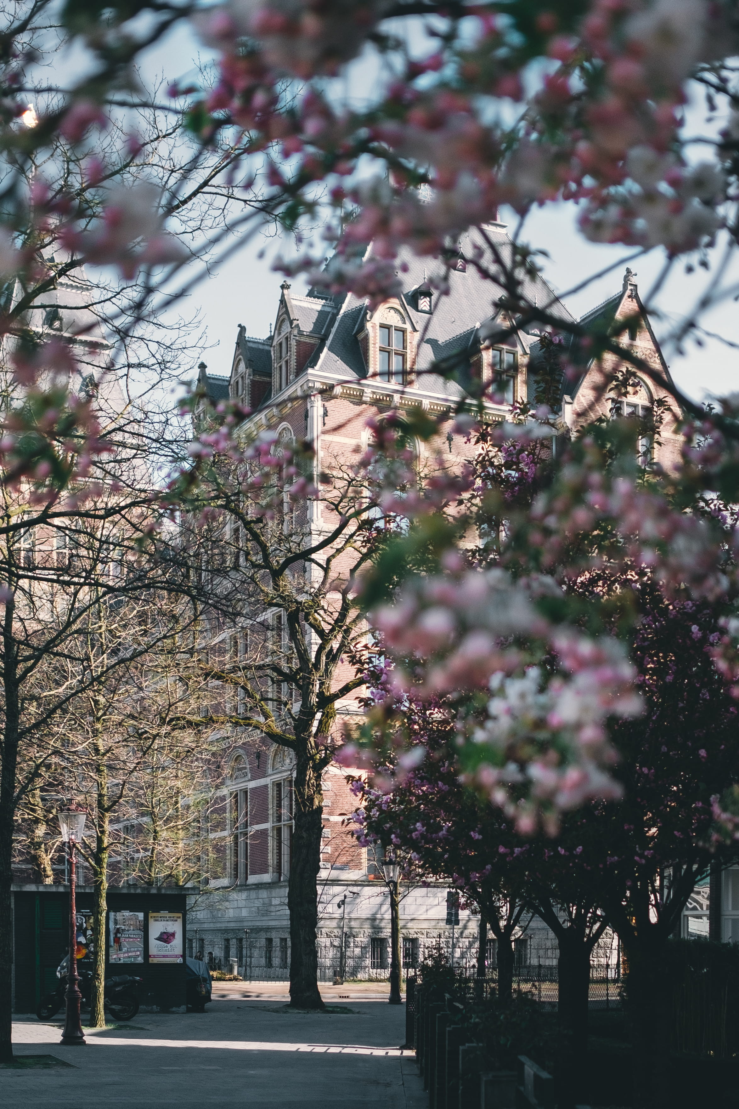 plant, springtime, outdoors, day, amsterdam, growth, historical building, building, nature, beauty in nature, built structure, freshness, city, blossom, Phone HD Wallpaper