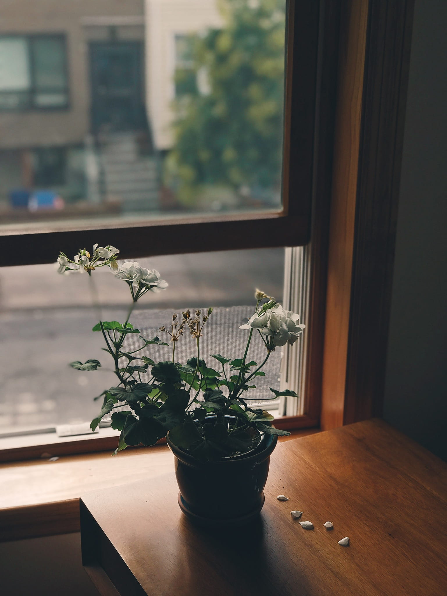 indoors, no people, window, beauty in nature, flower pot, autumn, plant, nature, wood - material, transparent, growth, street, flower, fall, 1080P, vase, Phone HD Wallpaper
