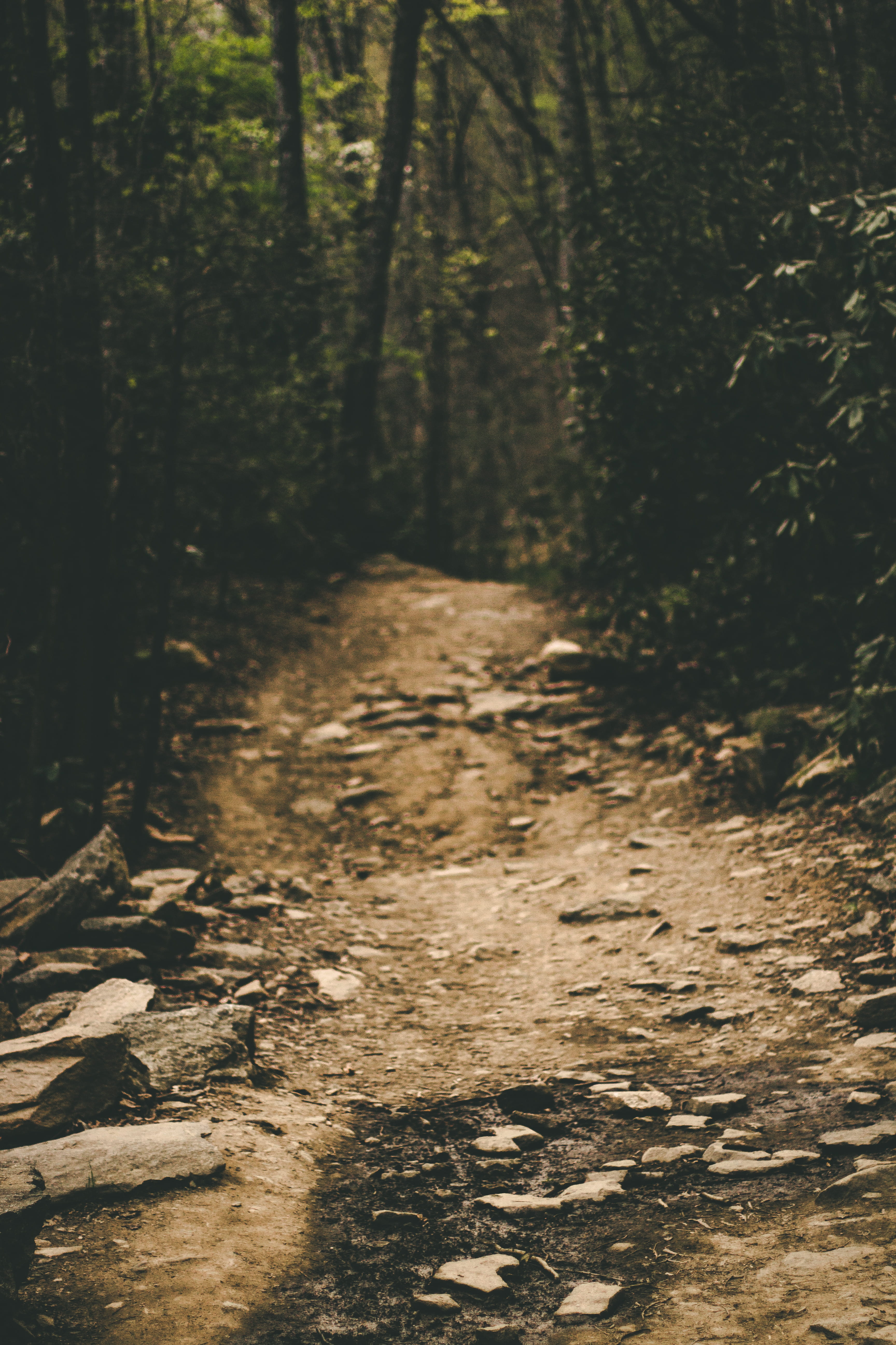 footpath, plant, track, forest floor, floor, tree trunk, trees, woodland, offroad, beauty in nature, day, 5K, explore, sunlight, direction, road, gravel, Phone HD Wallpaper