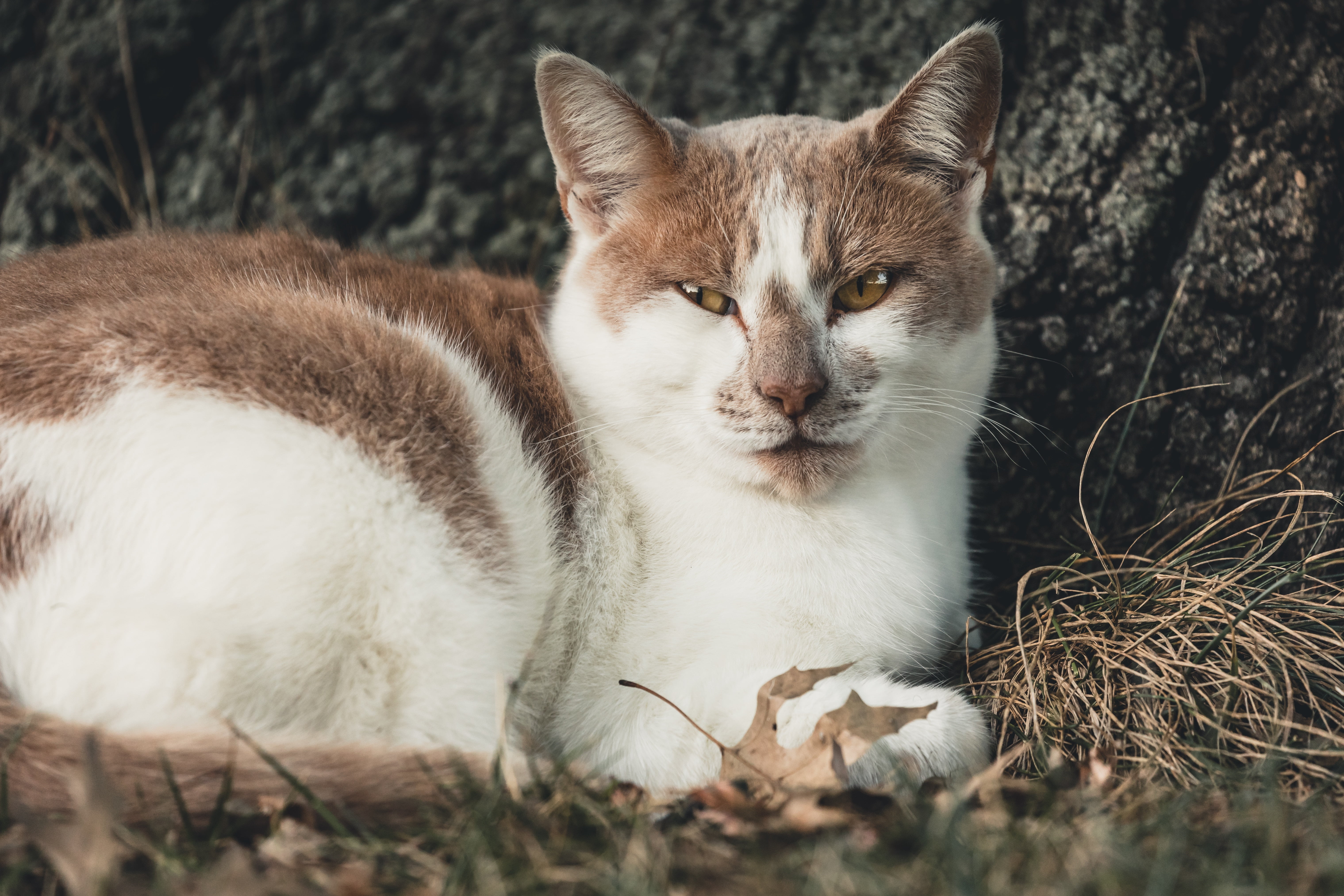 cat, whisker, day, looking, mammal, young Animal, brown, domestic Animals, domestic Cat, white, cute, kitten, beauty In Nature, domestic, sitting, fluffy, HD Wallpaper