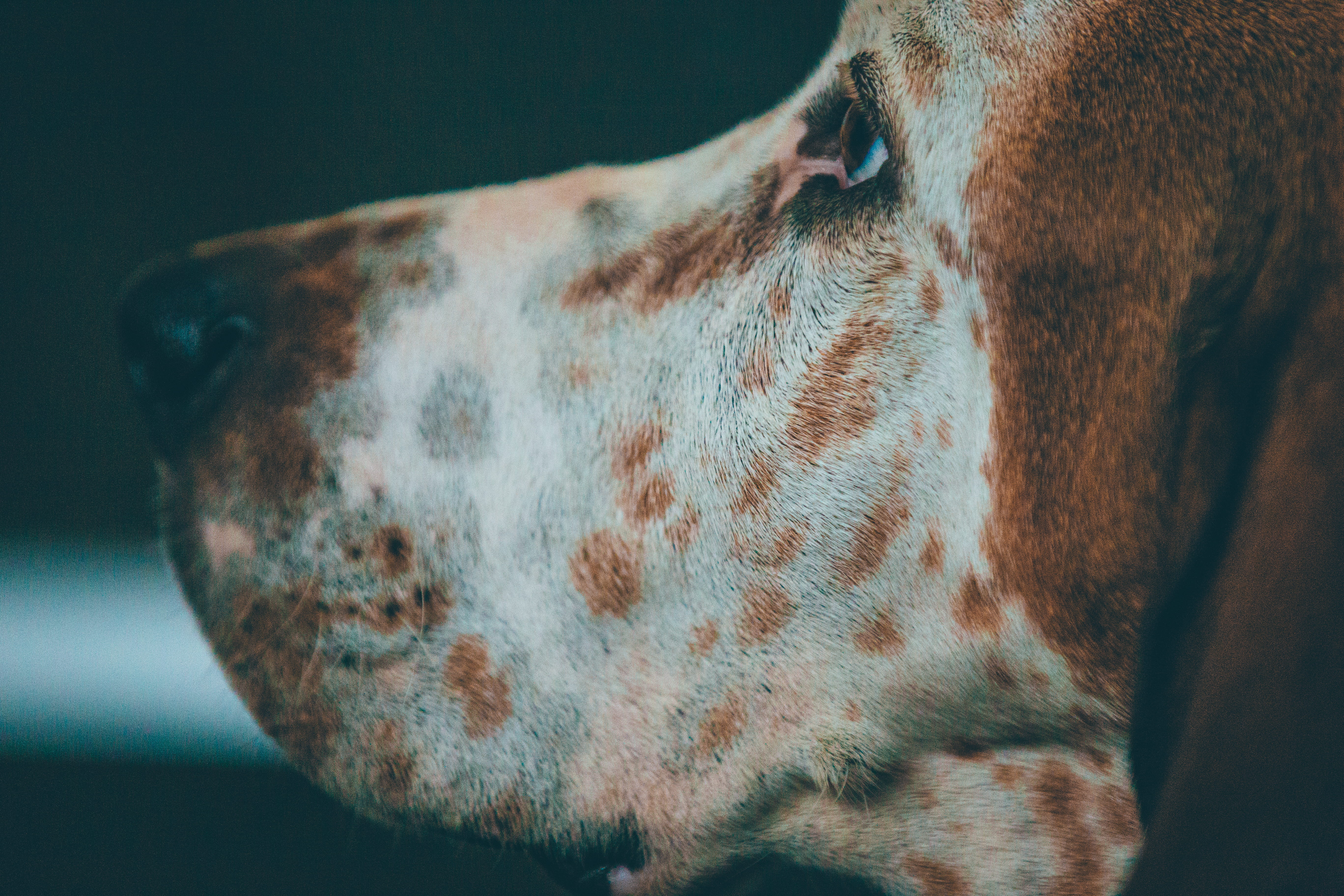 vertebrate, coated, profile view, animal body part, small, focus on foreground, pet, no people, animal wildlife, canine, day, side view, pets, animal mouth, HD Wallpaper