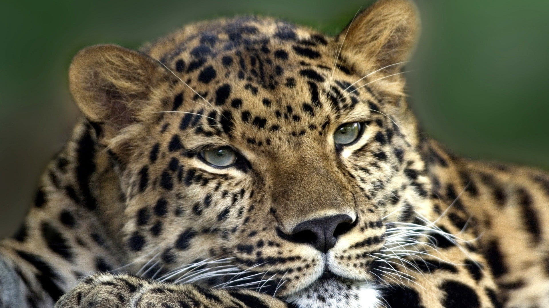 jaguar, africa, 1080P, animal markings, looking, no People, majestic, carnivore, face, brown, camouflage, endangered Species, cat, animal Head, mammal, HD Wallpaper