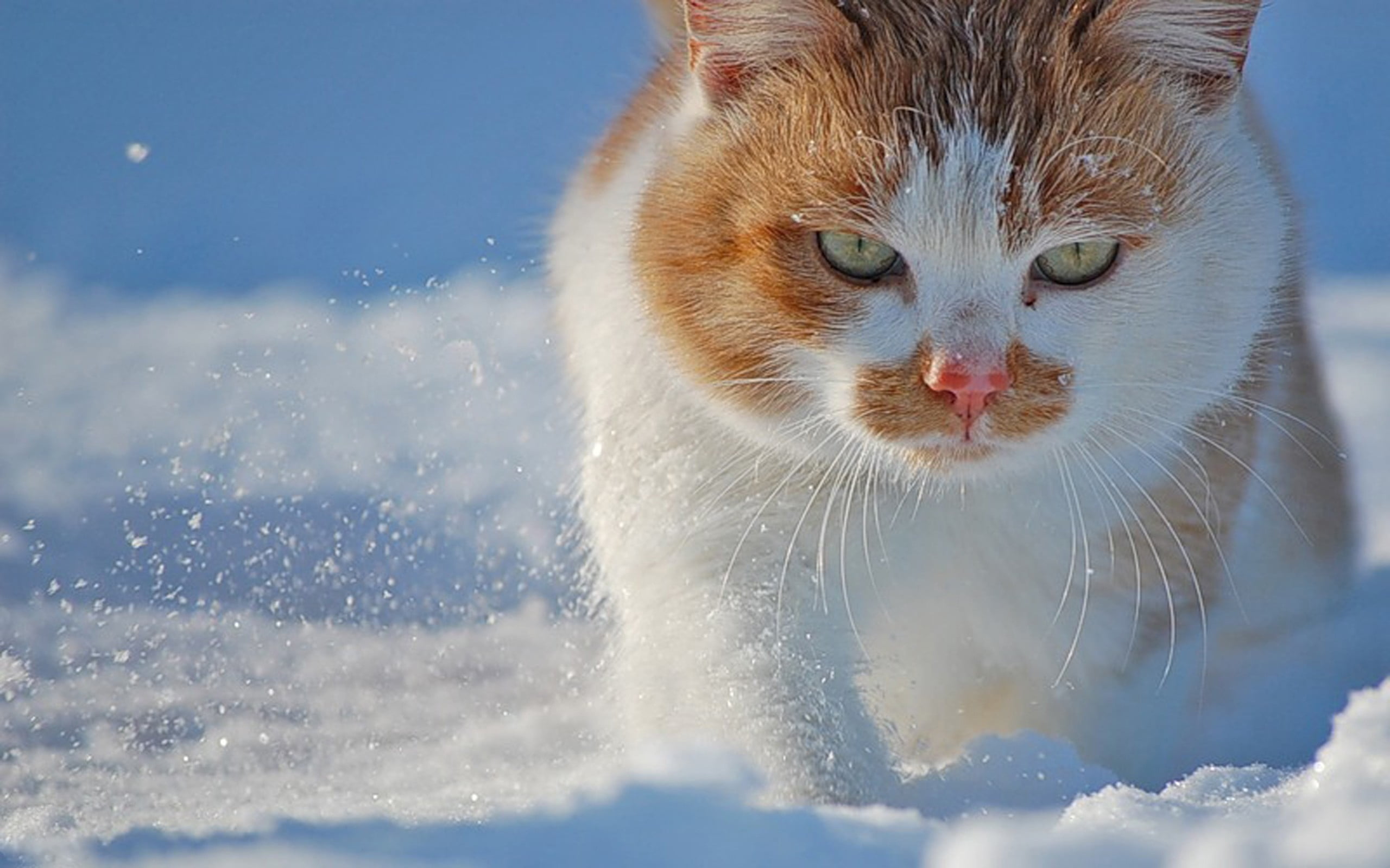 cold - Temperature, winter, domestic, close-up, beautiful, playful, beauty In Nature, blue, looking, domestic Cat, fat, feline, face, young Animal, animal Eye, HD Wallpaper