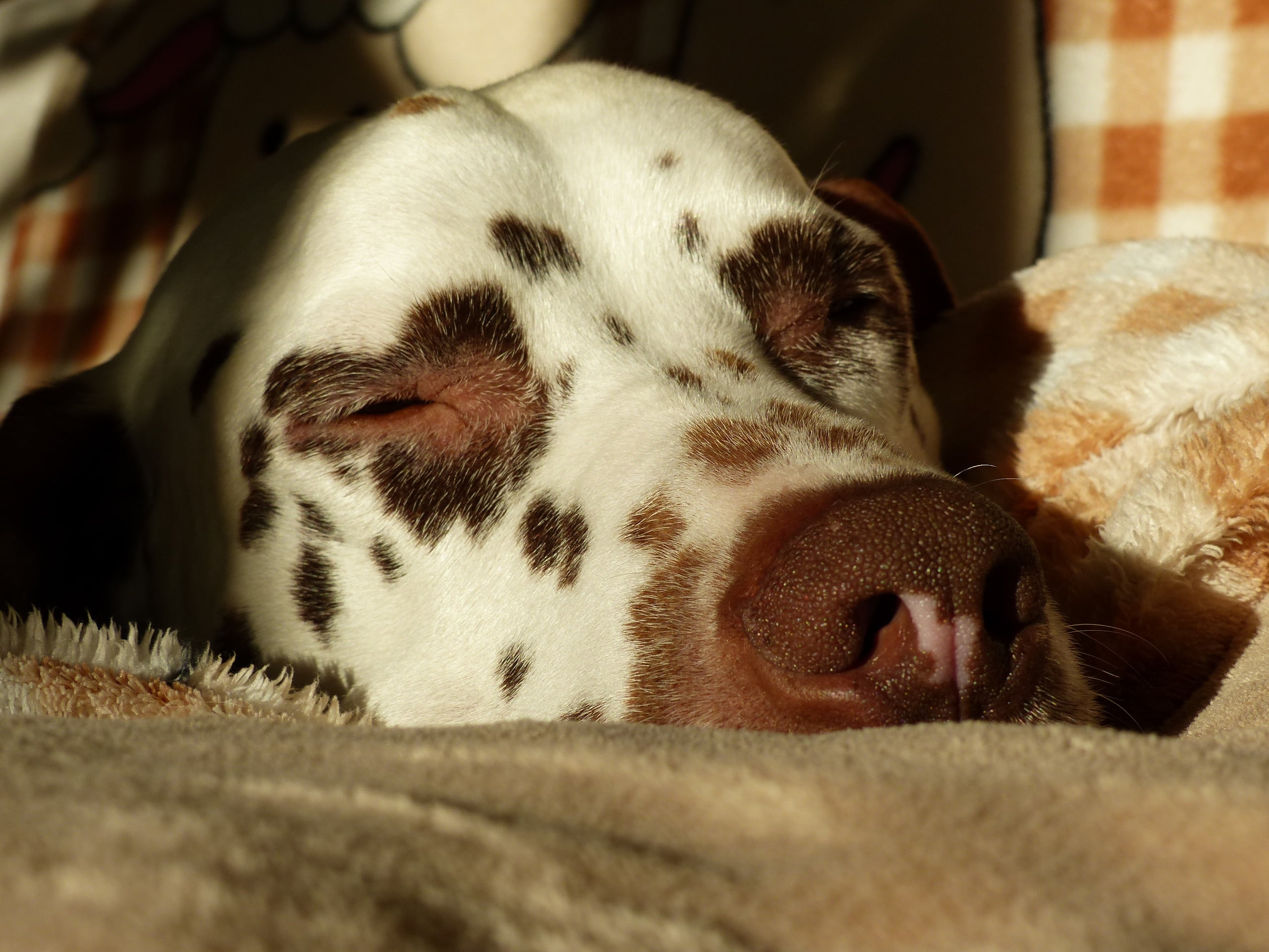 close-up, animal portrait, view, canine, pets, snout, stains, lying down, spotty, vertebrate, pet, eyes closed, fur, dog breed, hundeportrait, one animal, HD Wallpaper