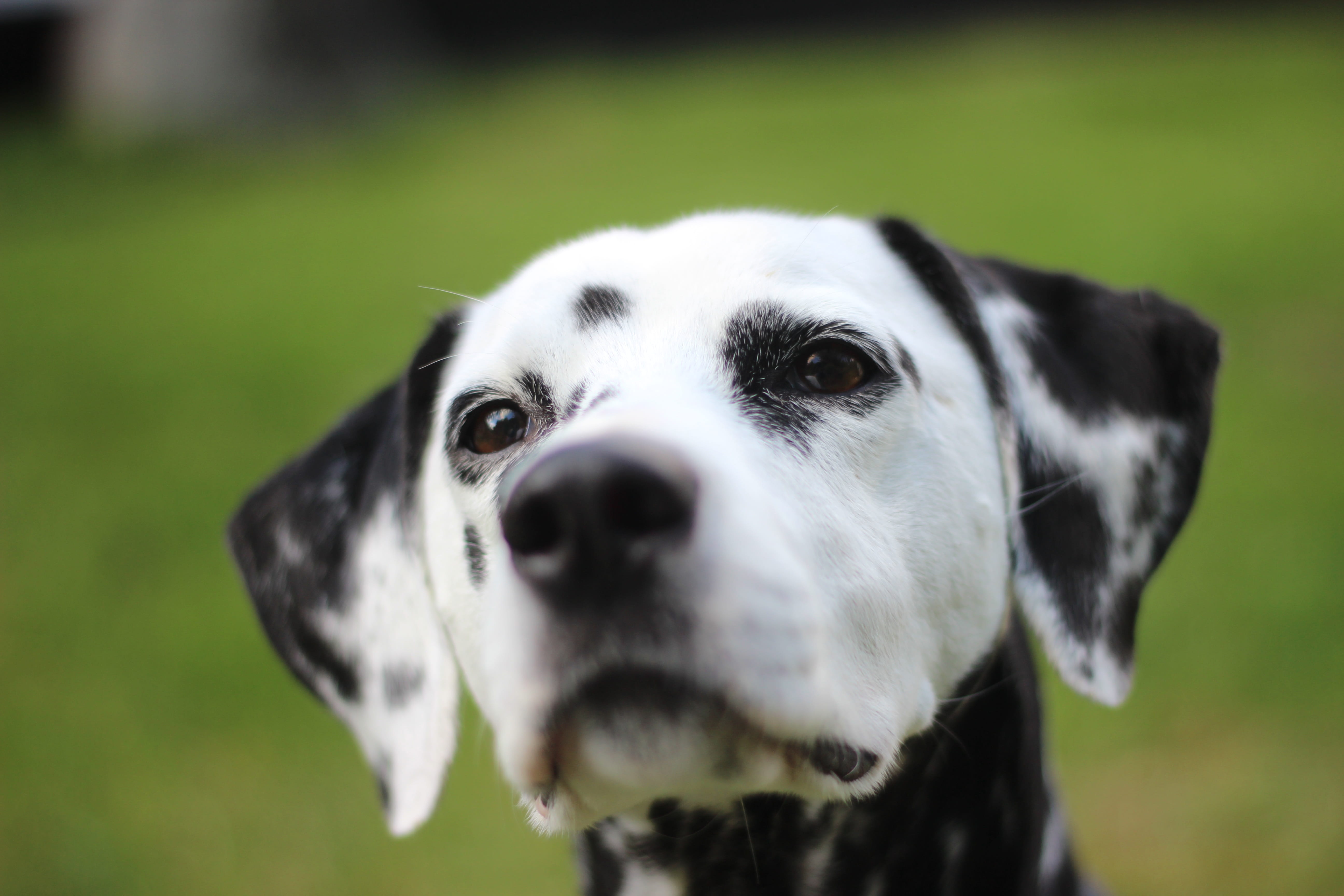 Animal, domestic, puppy, animal mouth, head drawing, whisker, mammal, focus, Head, rush, vertebrate, cute, animal head, Dalmatians, black color, photography, HD Wallpaper