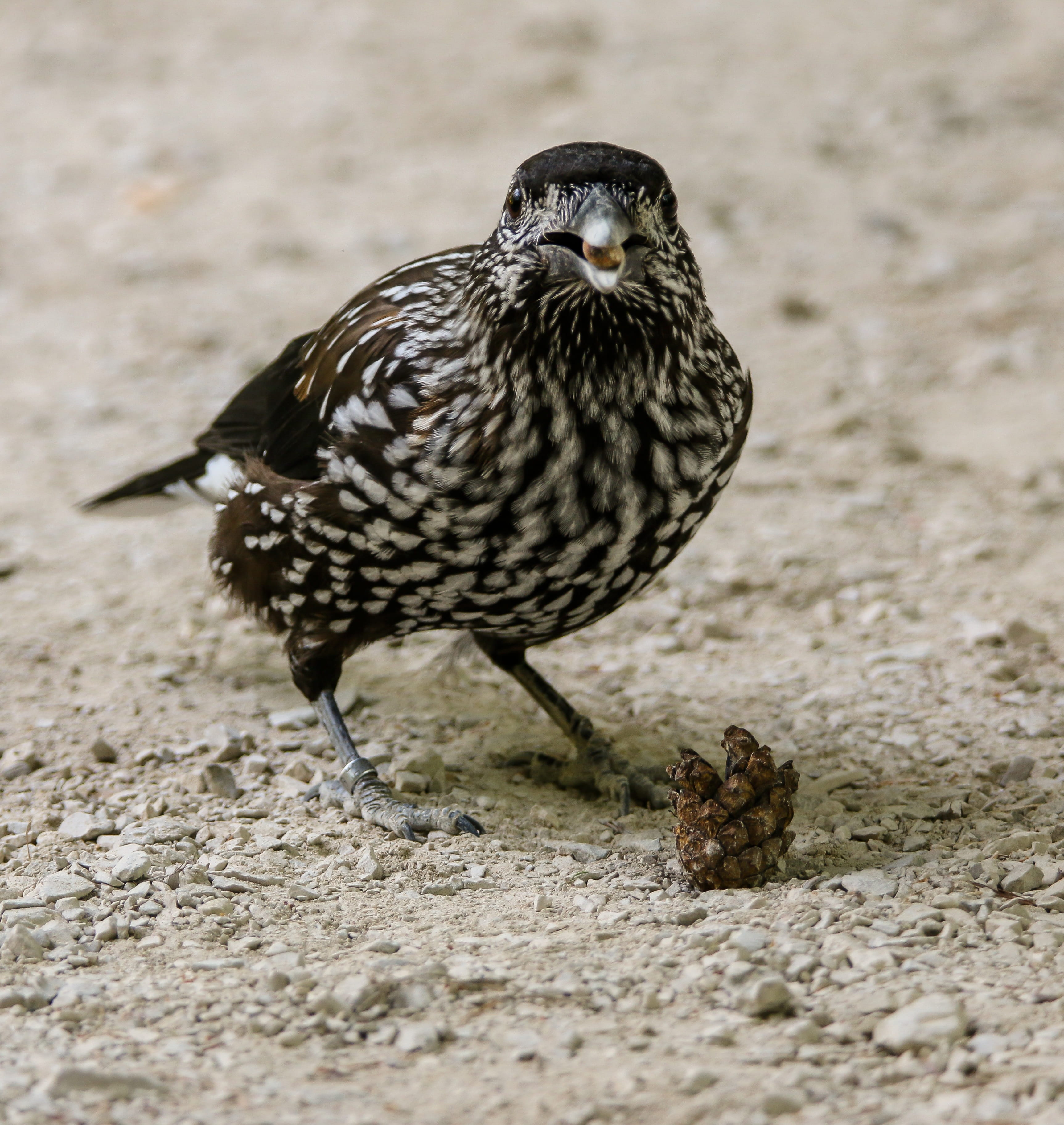 ground, bill, focus on foreground, animals in the wild, vertebrate, seeds, eat, animal world, day, animal wildlife, perching, land, outdoors, plumage, bird, Phone HD Wallpaper
