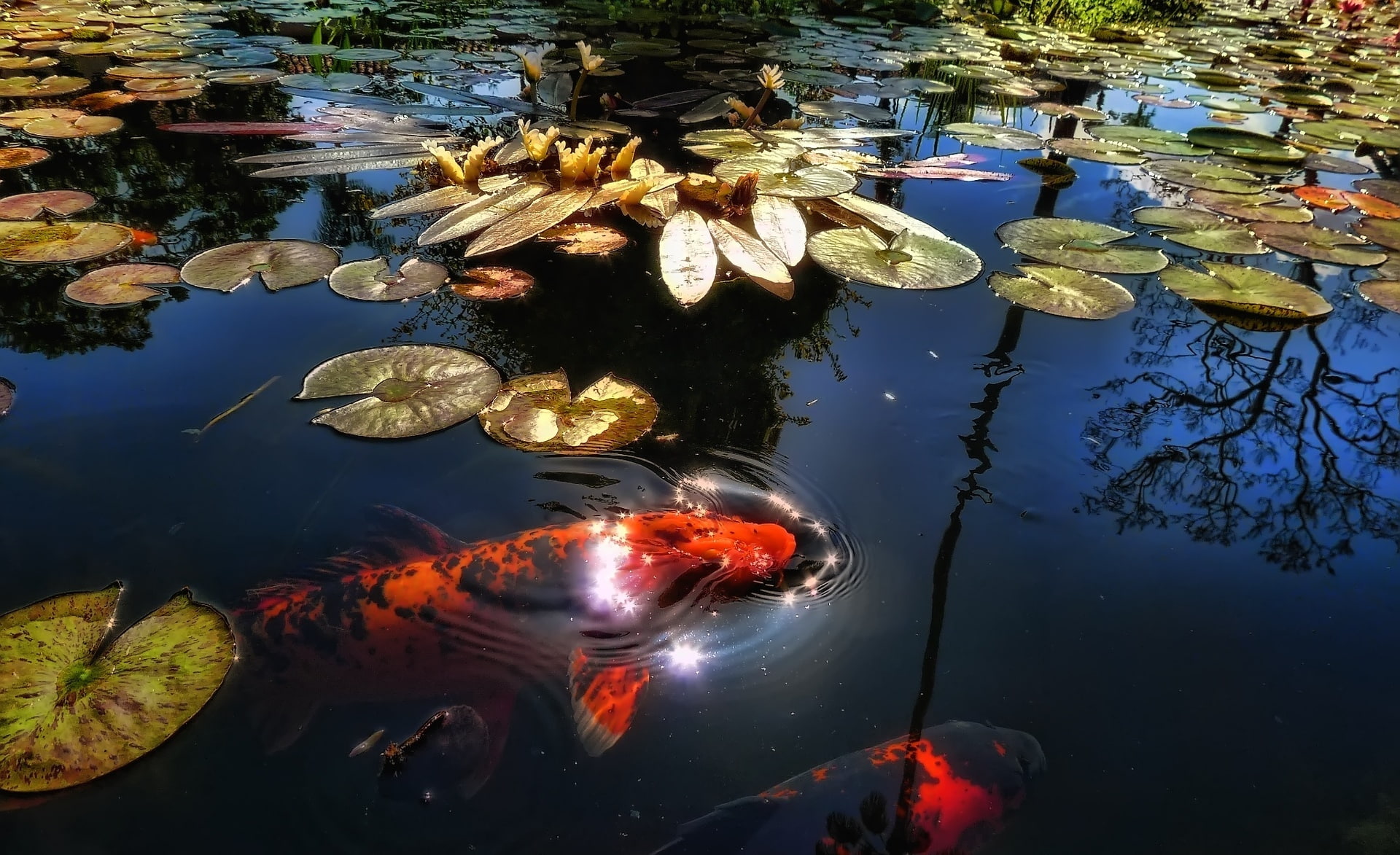 1080P, floating on water, black, animal themes, animals in the wild, high angle view, red, reflection, nature, marine, Water, carp, swimming, school of fish, HD Wallpaper