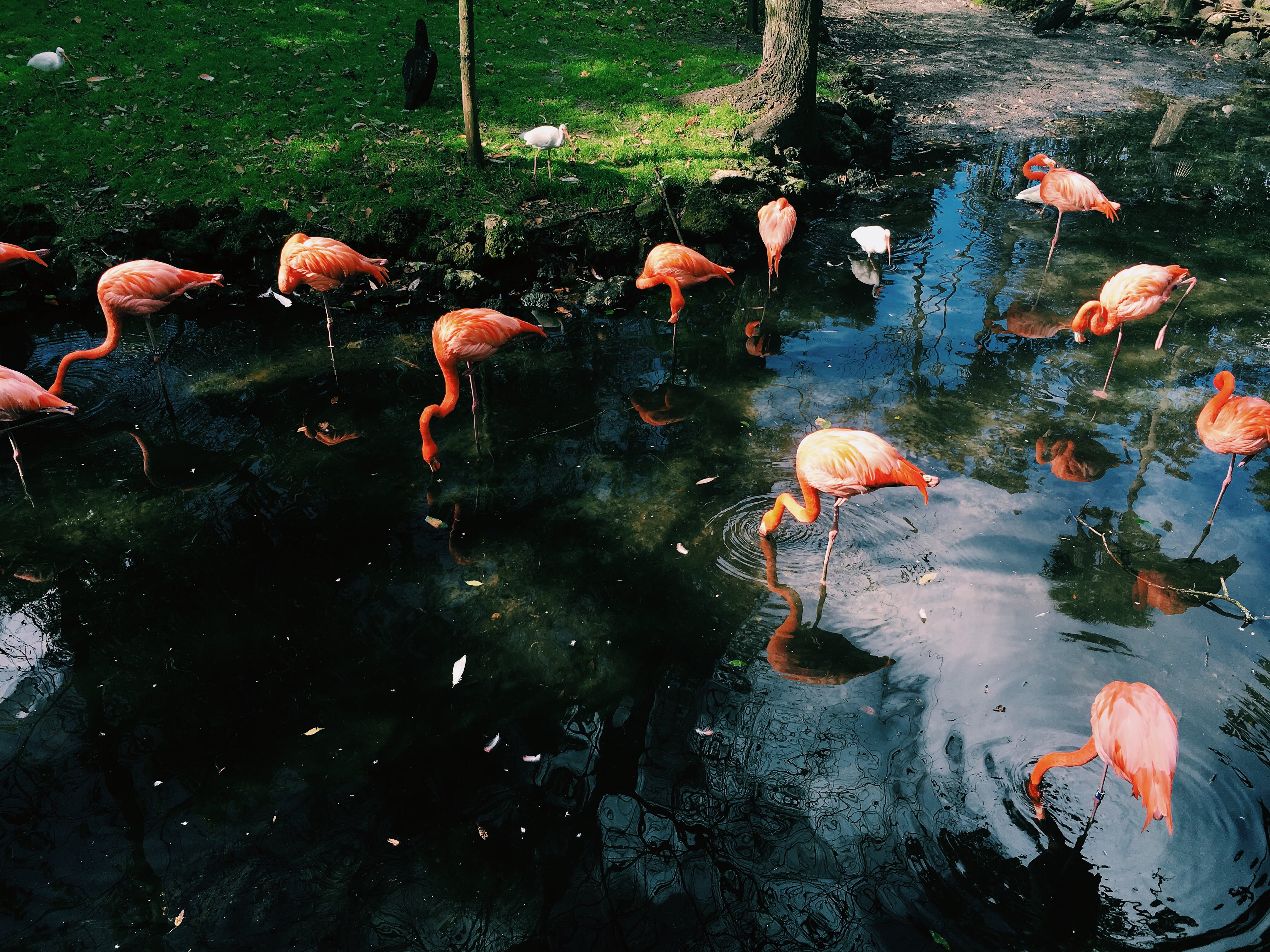 day, 4K, water, flock, school of fish, animal, bird, beauty in nature, group of animals, no people, green, lake, animals in the wild, grass, koi carp, HD Wallpaper