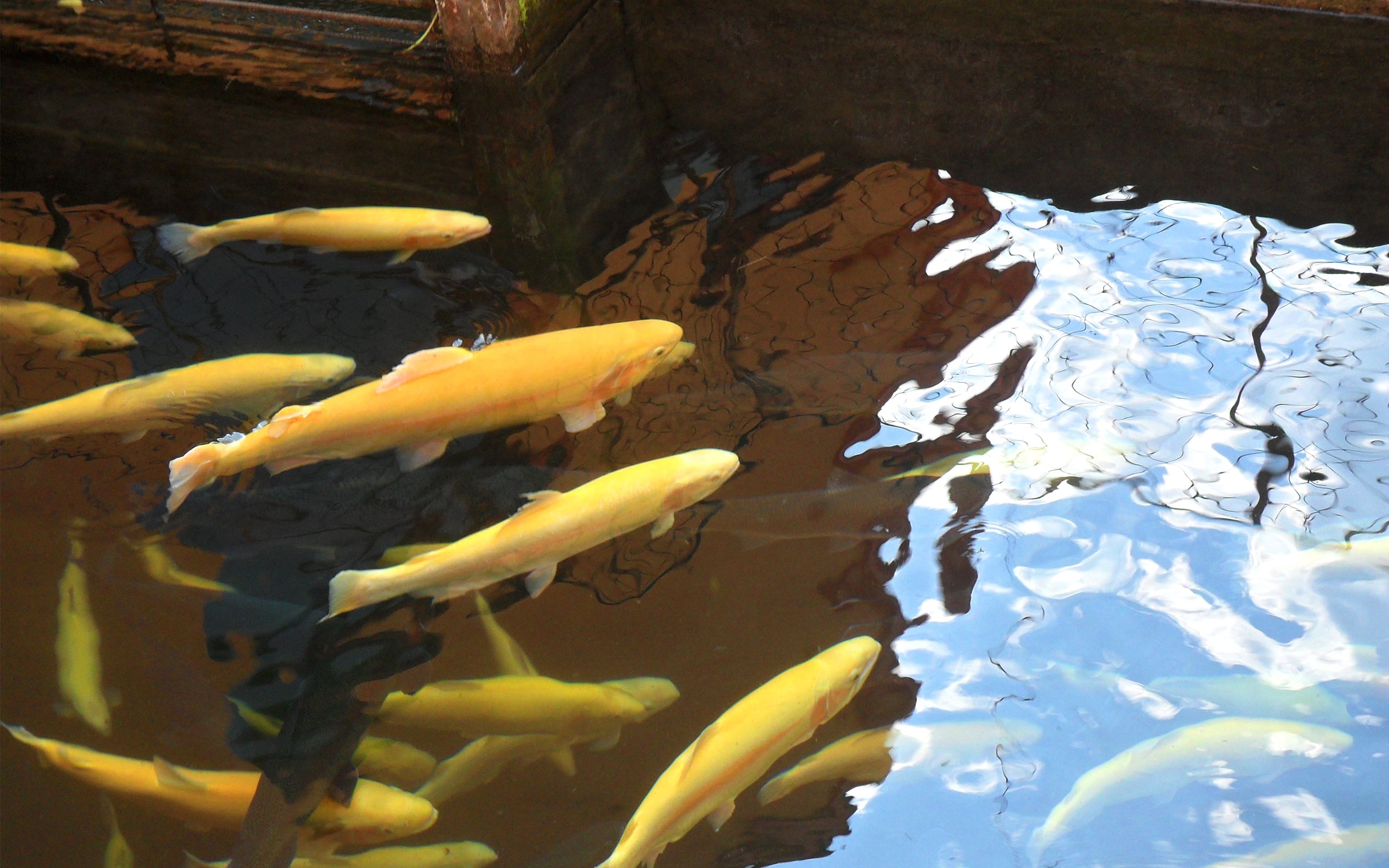 large Group Of Animals, red, blue, koi Carp, yellow, swimming Animal, wildlife, marine, no People, vertebrate, beauty In Nature, fish, lake, orange Color, HD Wallpaper