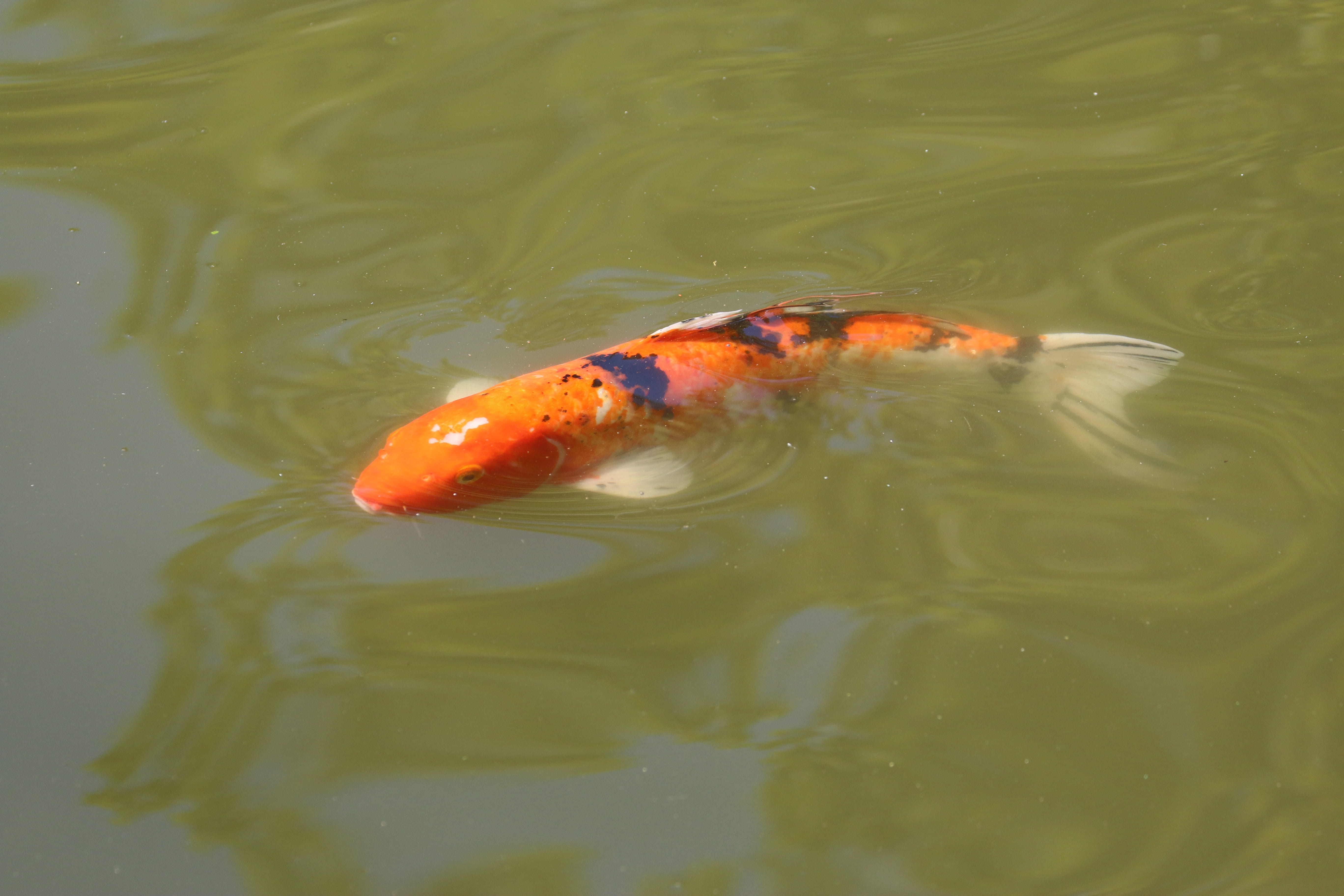 animal, day, high angle view, 5K, outdoors, orange color, no people, animals in the wild, nature, waterfront, koi carp, animal themes, swimming, vertebrate, HD Wallpaper