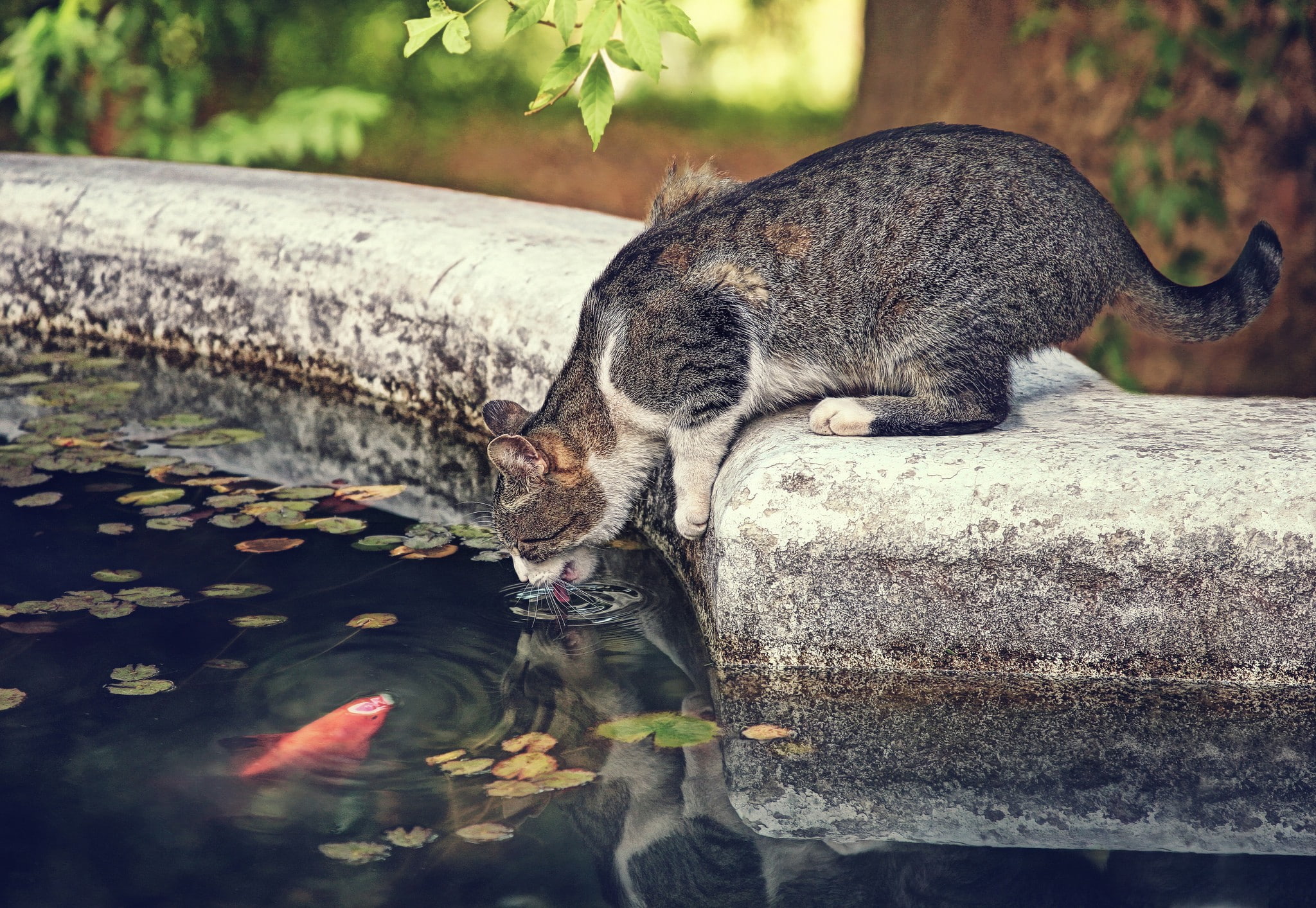 garden, 1080P, cat, pond, mammals, animals, HD Wallpaper