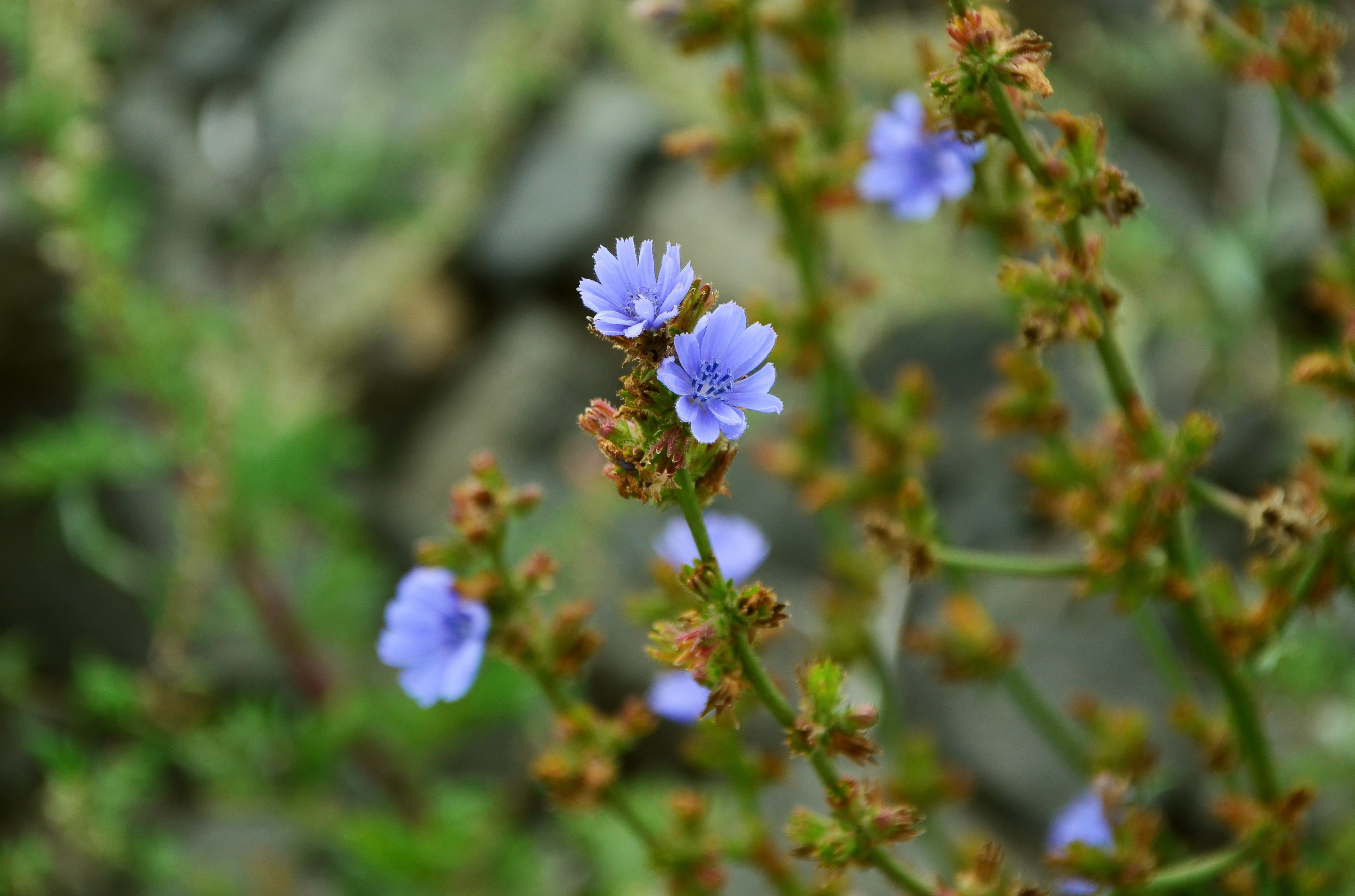 botany, violet, flower head, lavender, purple, petal, petaled, blossom, no people, summer, fragility, vulnerability, blue, medicinal herb, daytime, Wildflowers, HD Wallpaper