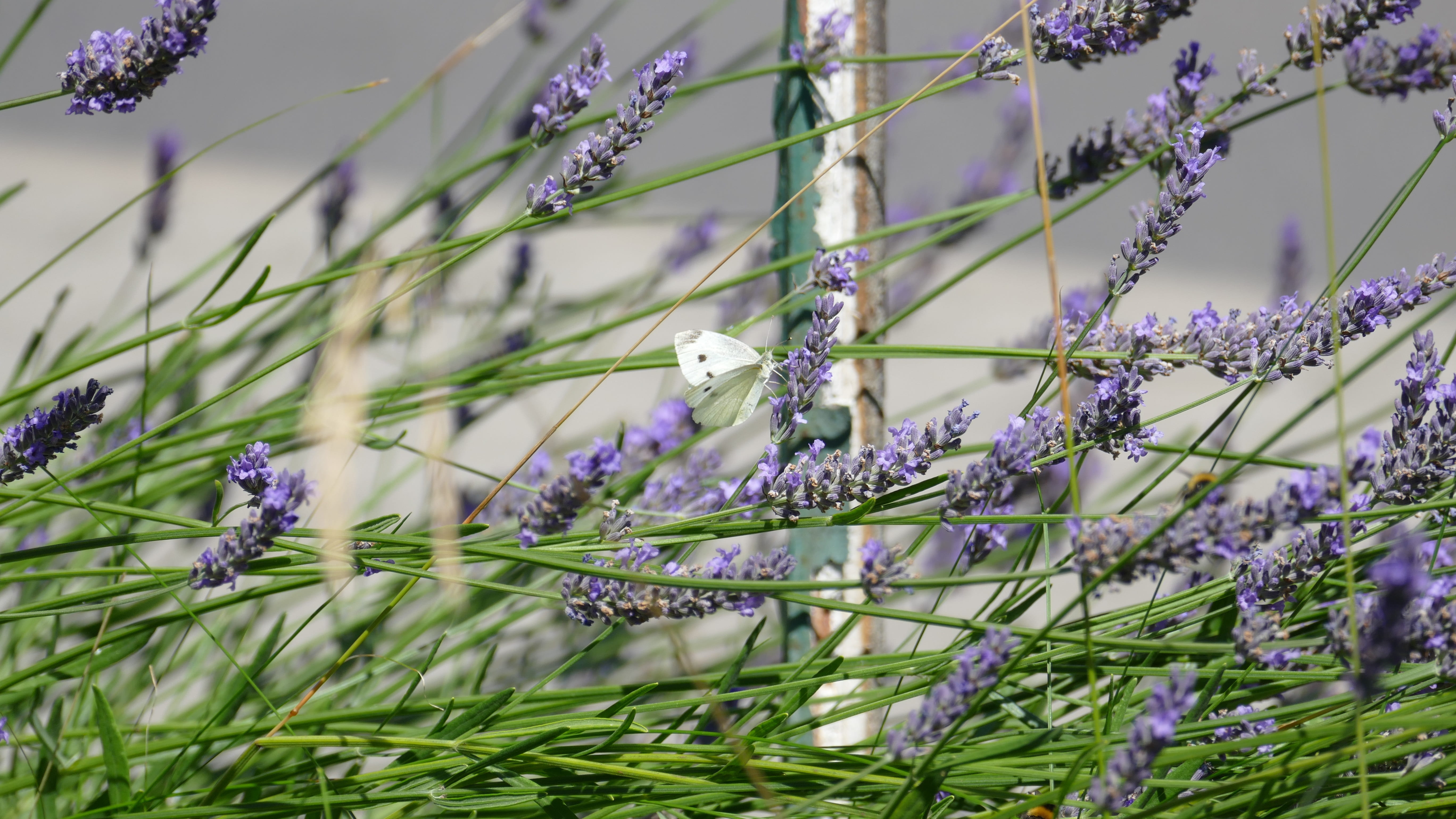 Purple, spice, 5K, wild, inflorescence, medicinal plant, food, flora, white, animal, springtime, lavender flowers, beauty in nature, honey, pollination, HD Wallpaper