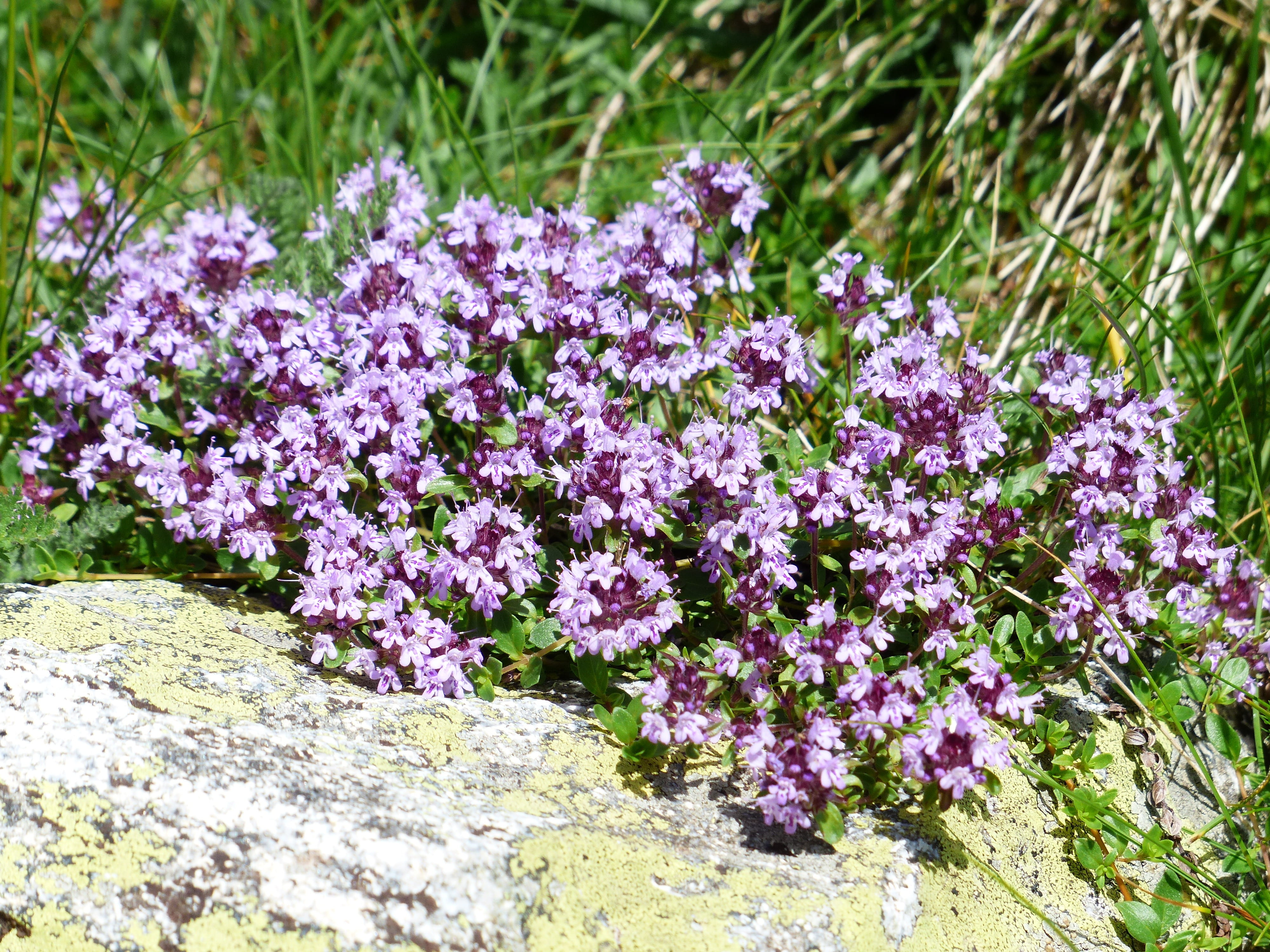 land, flower head, focus on foreground, pink color, flowering plant, springtime, wild meron, flowers, light purple, rock, wild herb, fragility, nature, HD Wallpaper