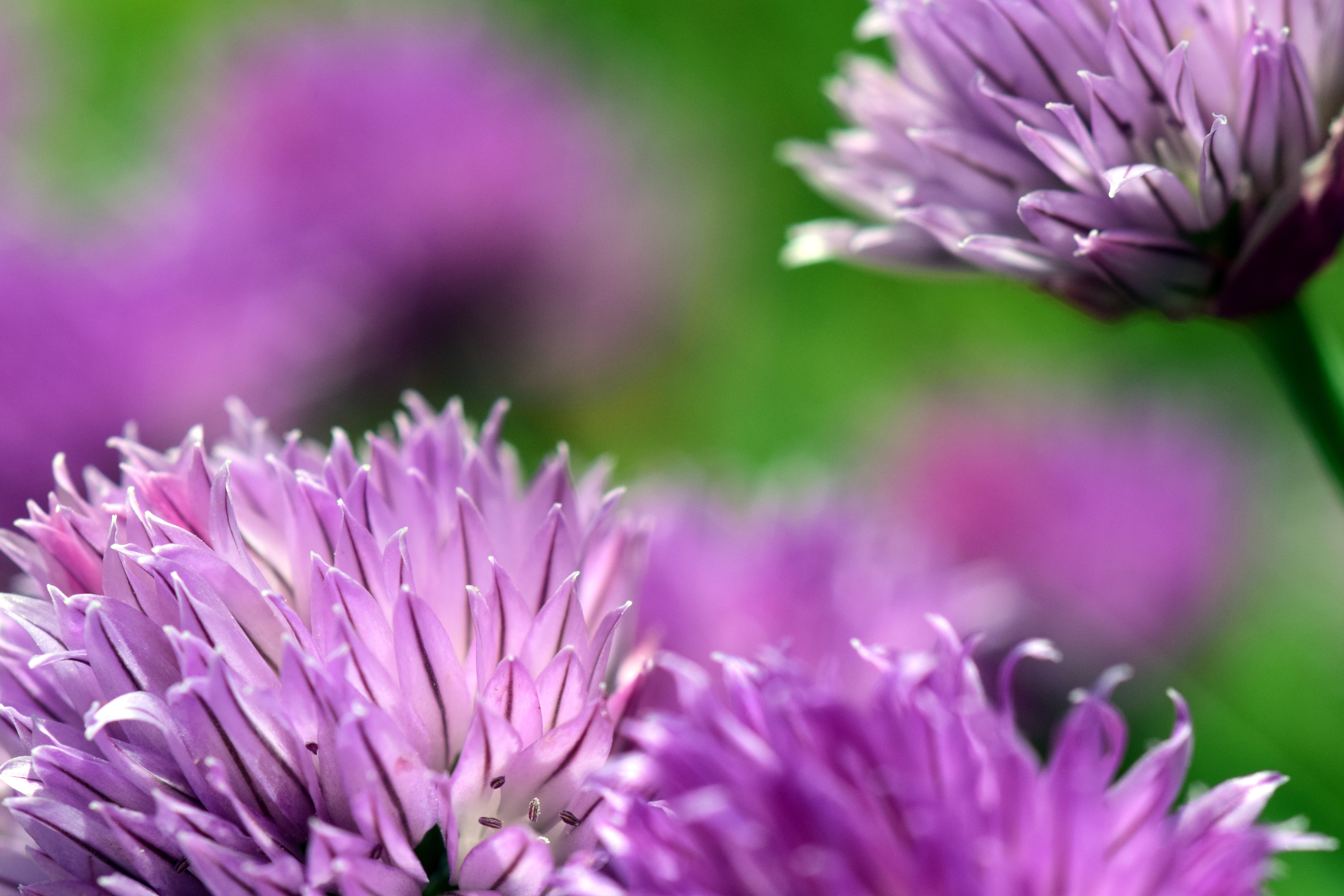 selective focus, macro, flower, 5K, pink color, growth, freshness, garden, violet, herbs, purple, spice, springtime, vibrant color, plant, chives, close-up, HD Wallpaper
