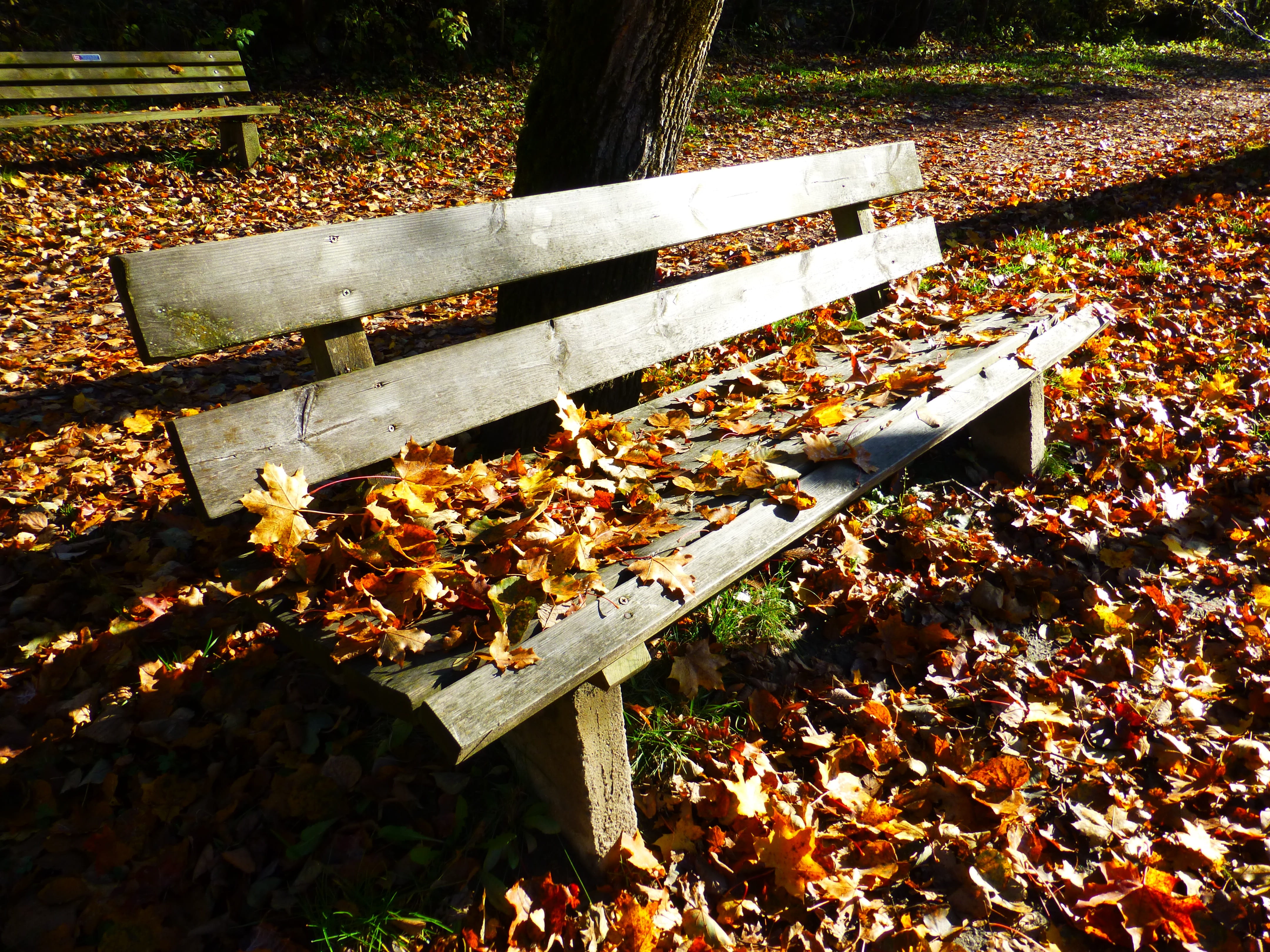 falling, rest, Bank, plant part, forest, wood - Material, plant, lone bank, fall leaves, autumn, Leaves, resting place, yellow, seasons, leaf, sunlight, HD Wallpaper
