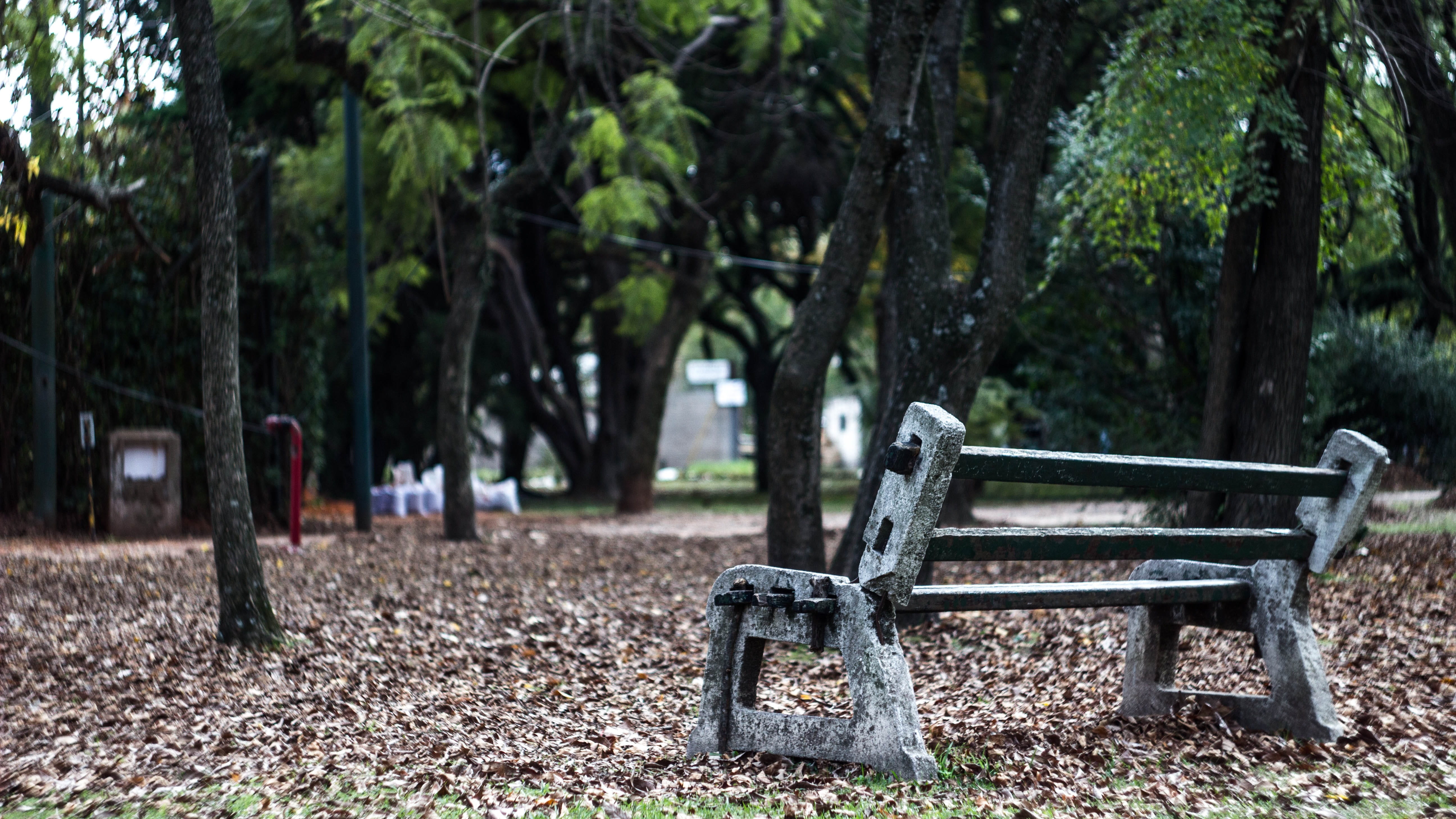 young, wood - material, wooden, one, light, summer, outdoor, day, sit, nature, sitting, sky, person, no people, growth, depression, park - man made space, HD Wallpaper