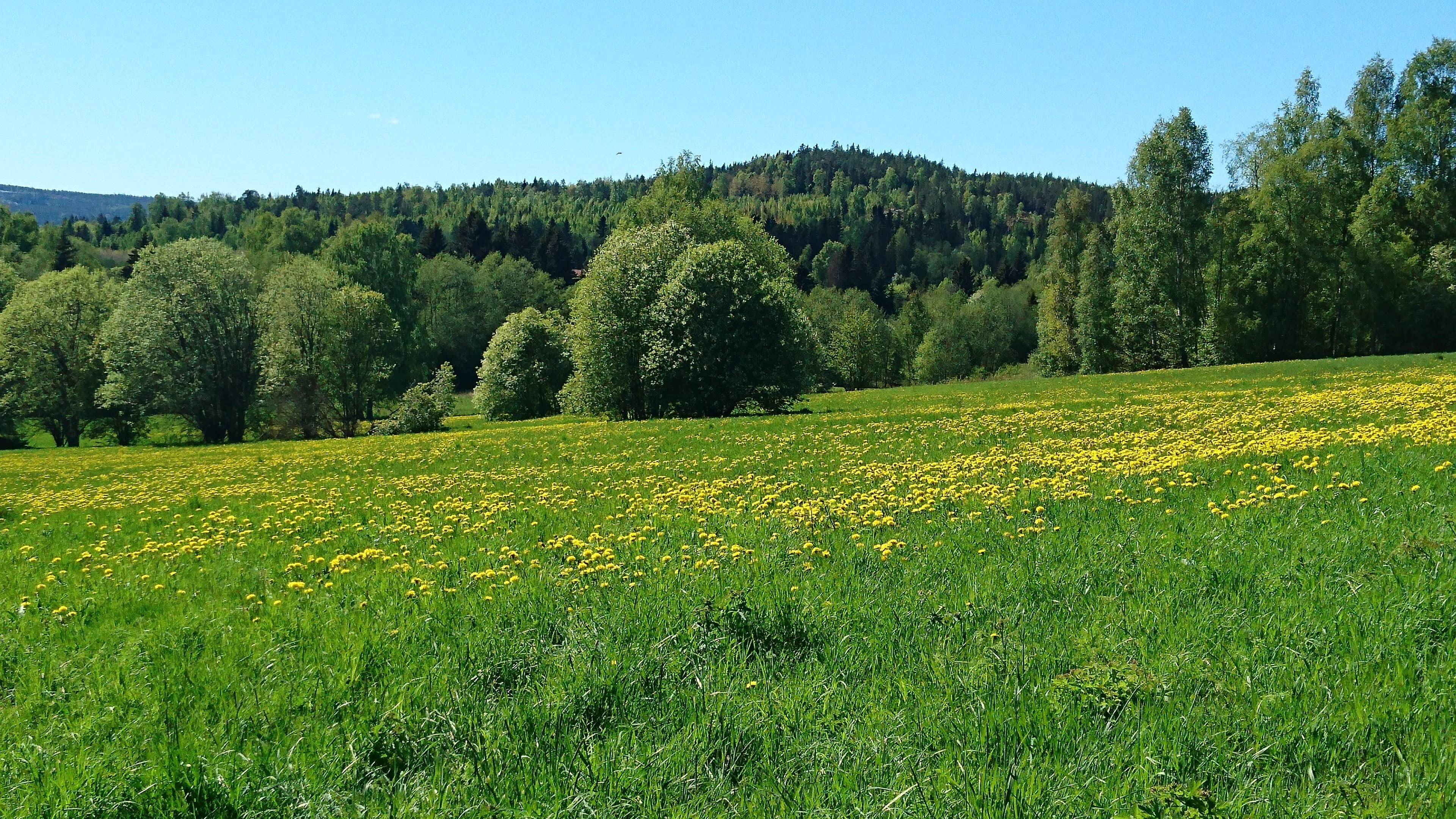 day, sky, no people, 4K, rural Scene, forest, environment, land, hill, coniferous tree, green Color, sweden, pine woodland, landscape, view, outdoors, HD Wallpaper