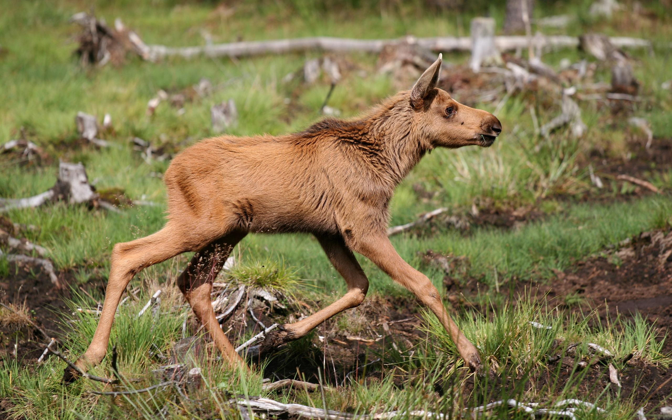 2K, moose, calf, four, 2560x1600, animals, footed, animal, brown, HD Wallpaper