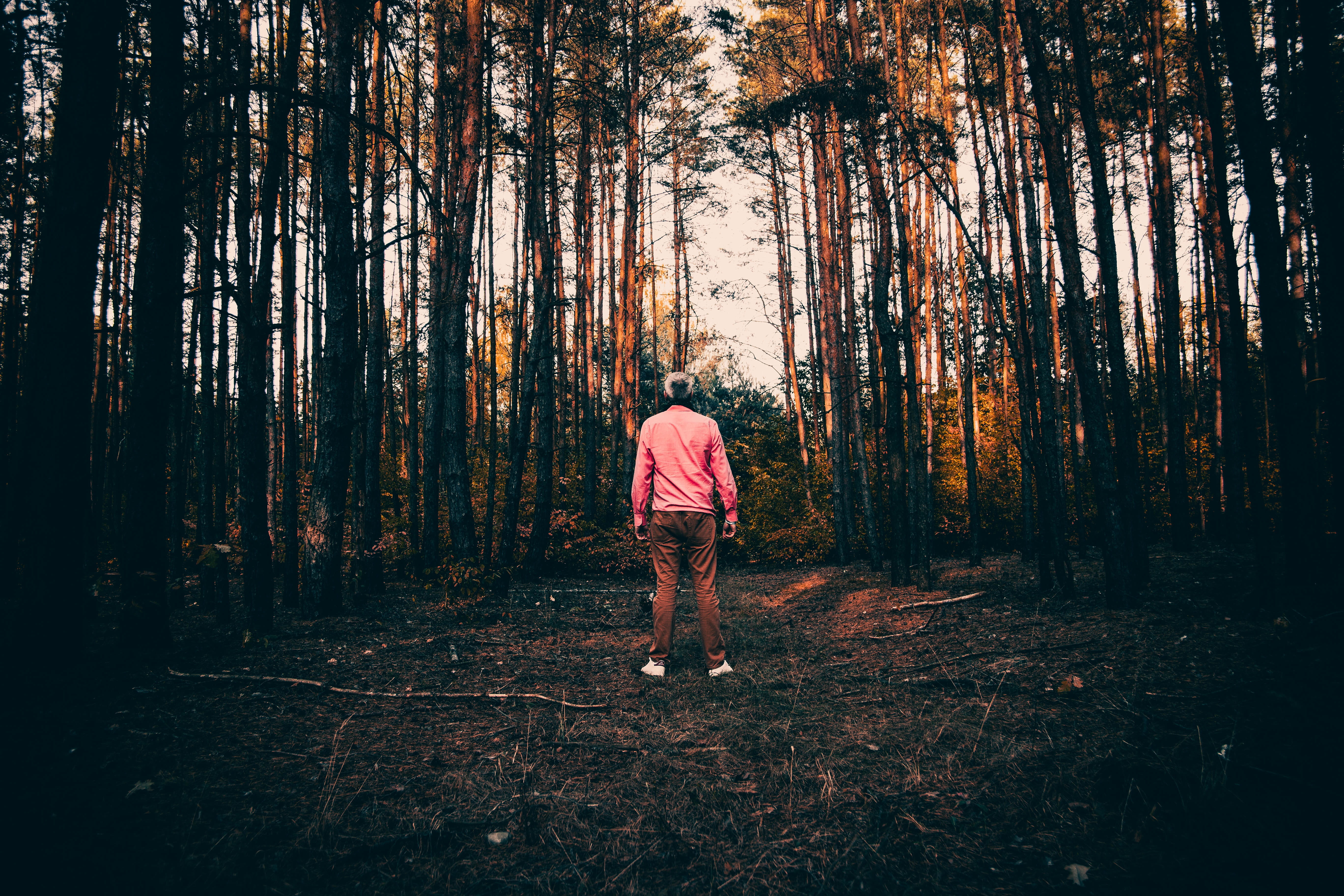 standing, solitude, walking, one person, scenery, plant, tree, land, 5K, nature, tree trunk, position, full length, growth, autumn, loneliness, male, mystery, HD Wallpaper