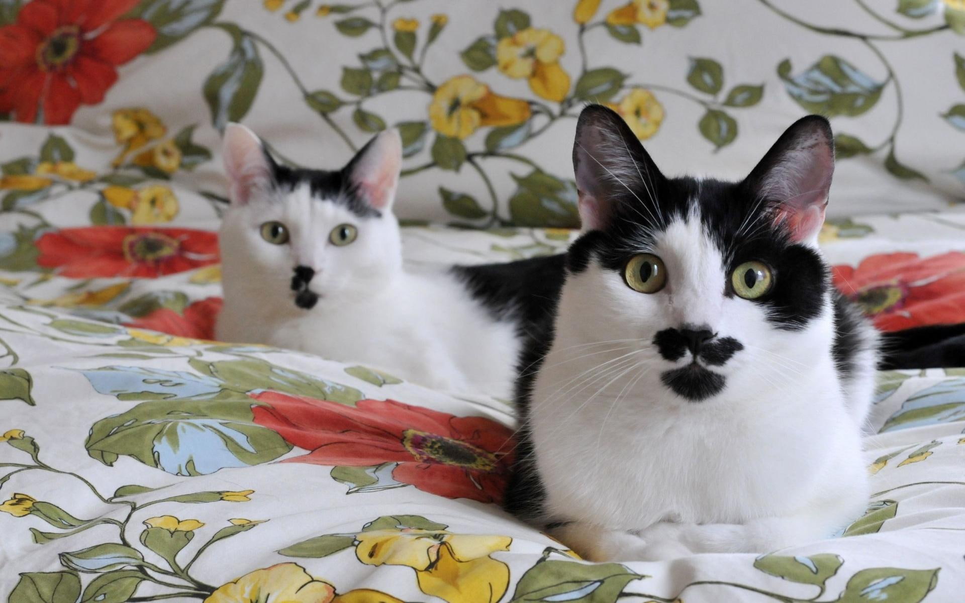 black and white, moustaches, pets, 1080P, animals, cats, HD Wallpaper