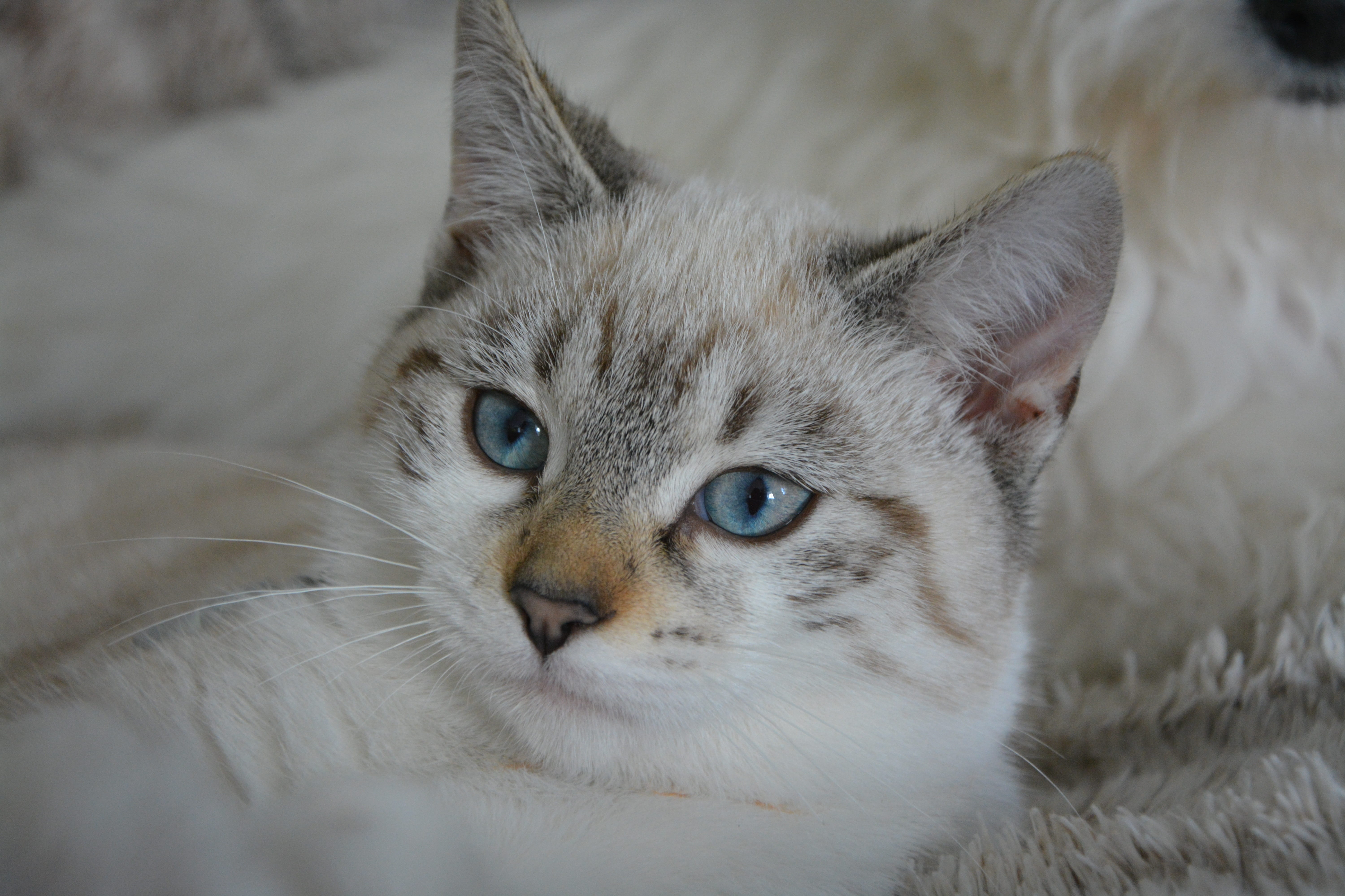 cat eyes, portrait, one animal, relaxation, animal eye, gray, pets, 5K, whisker, photo, white, animal head, blue eyes, kitten, animal, moustache, animal body part, HD Wallpaper