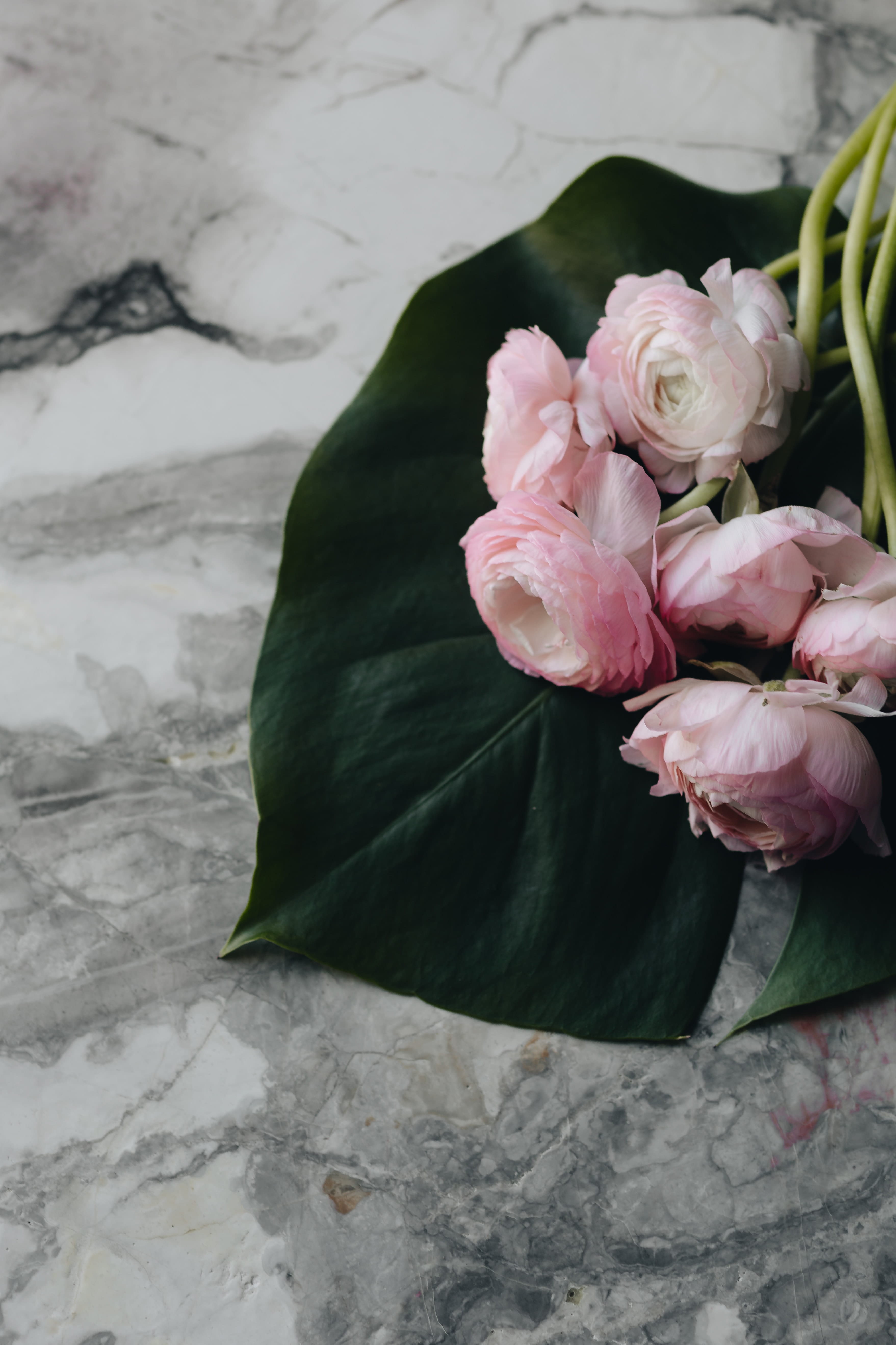 floral, natalia vodianova, 5K, marble, softness, rose - flower, magazine cover, flowering plant, newspaper, poland, fragility, flowers, rose, vogue may, Phone HD Wallpaper