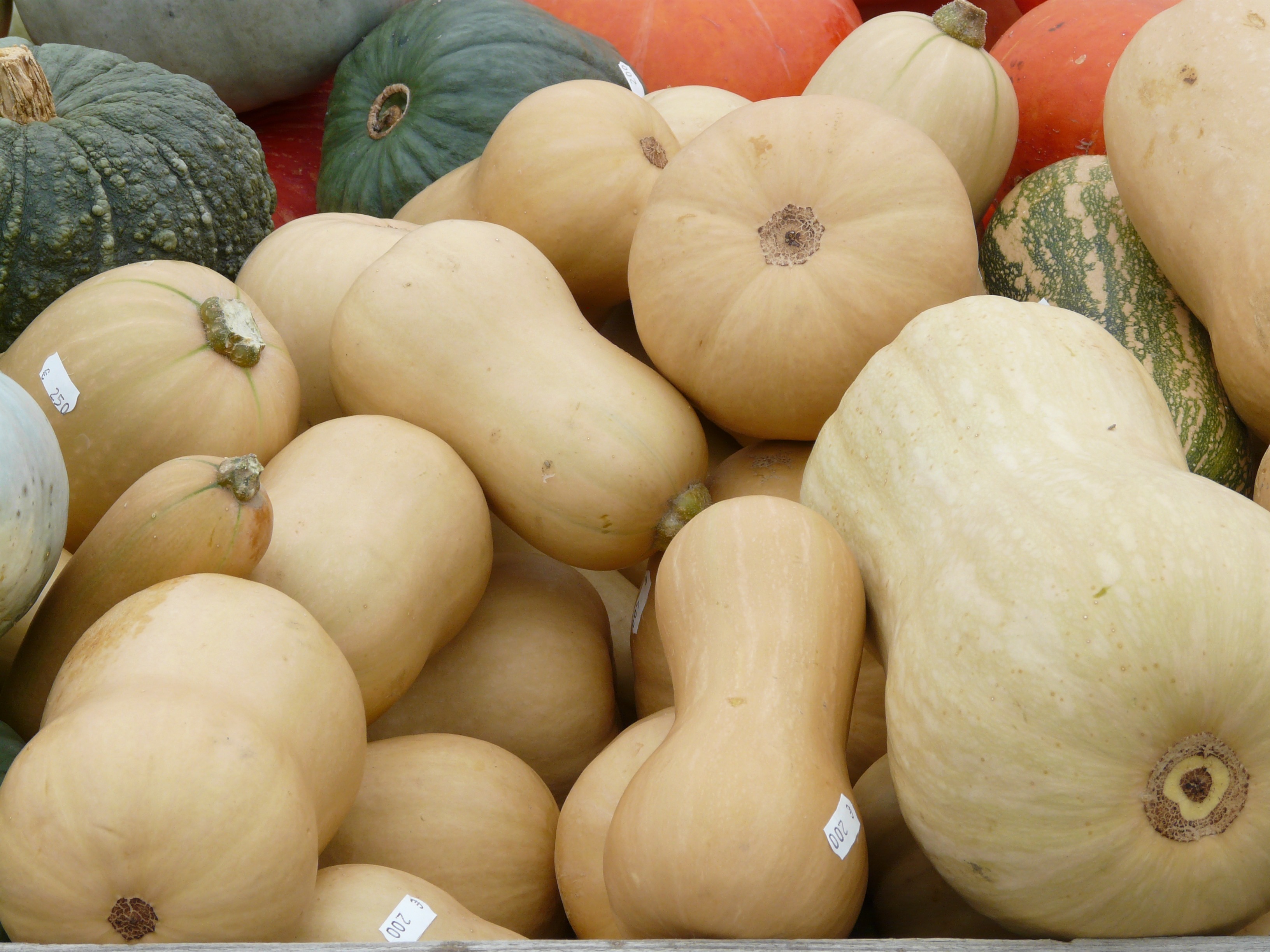 musky winter squashes, food, backgrounds, pumpkin, choose, no people, consumerism, for sale, bunch, squashes, 2K, close-up, white, healthy eating, food and drink, HD Wallpaper