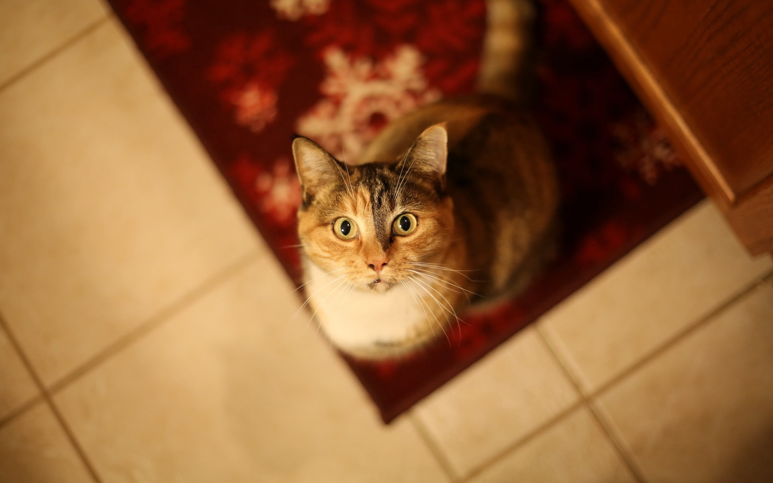 feline, indoors, waiting, cute, portrait, face, sitting, brown, tile, one Animal, close-up, domestic Cat, kitten, striped, looking at camera, looking, no people, HD Wallpaper