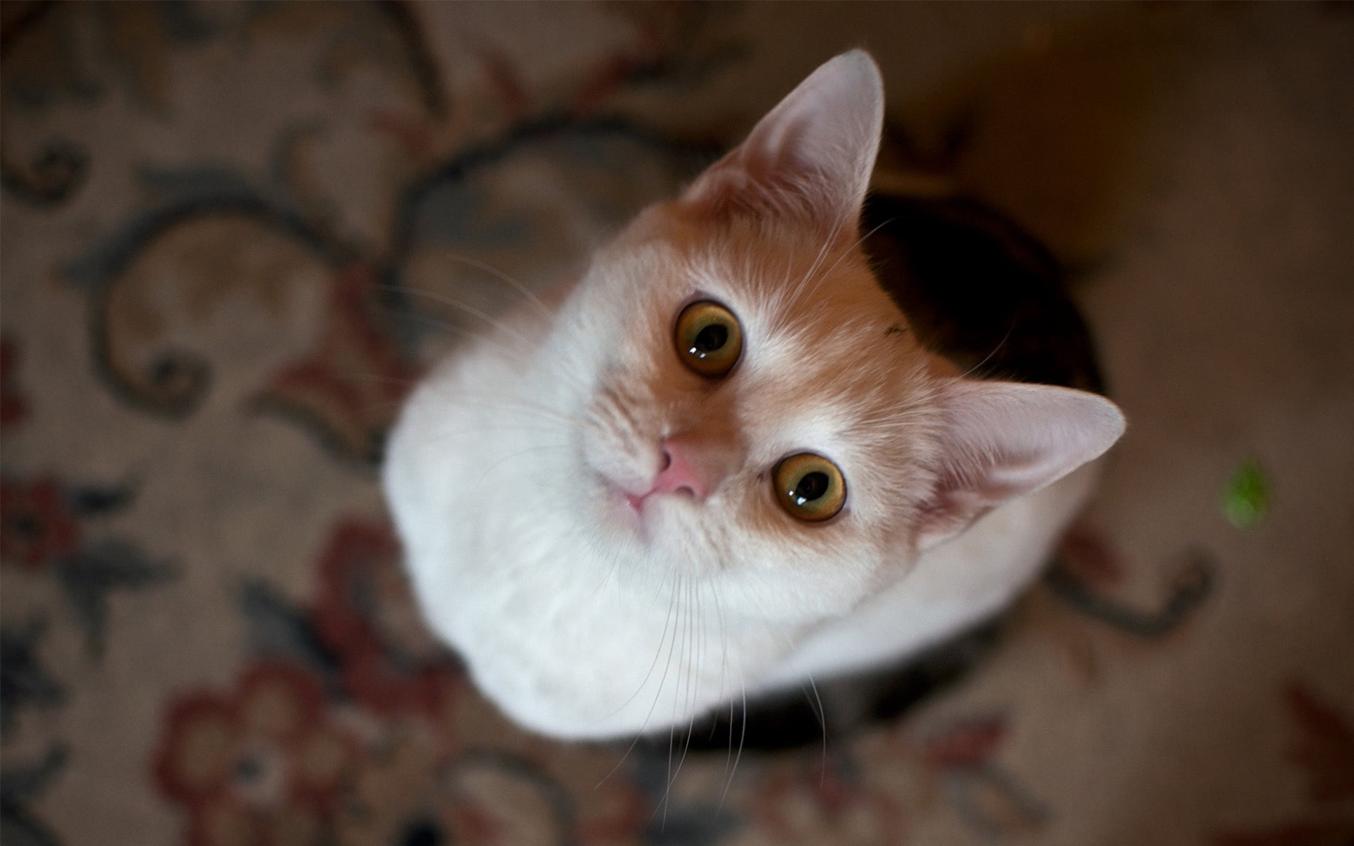 animal head, feline, looking at camera, animal, mammal, focus on foreground, whisker, looking, pets, animal body part, one animal, cat, indoors, eyes, portrait, HD Wallpaper