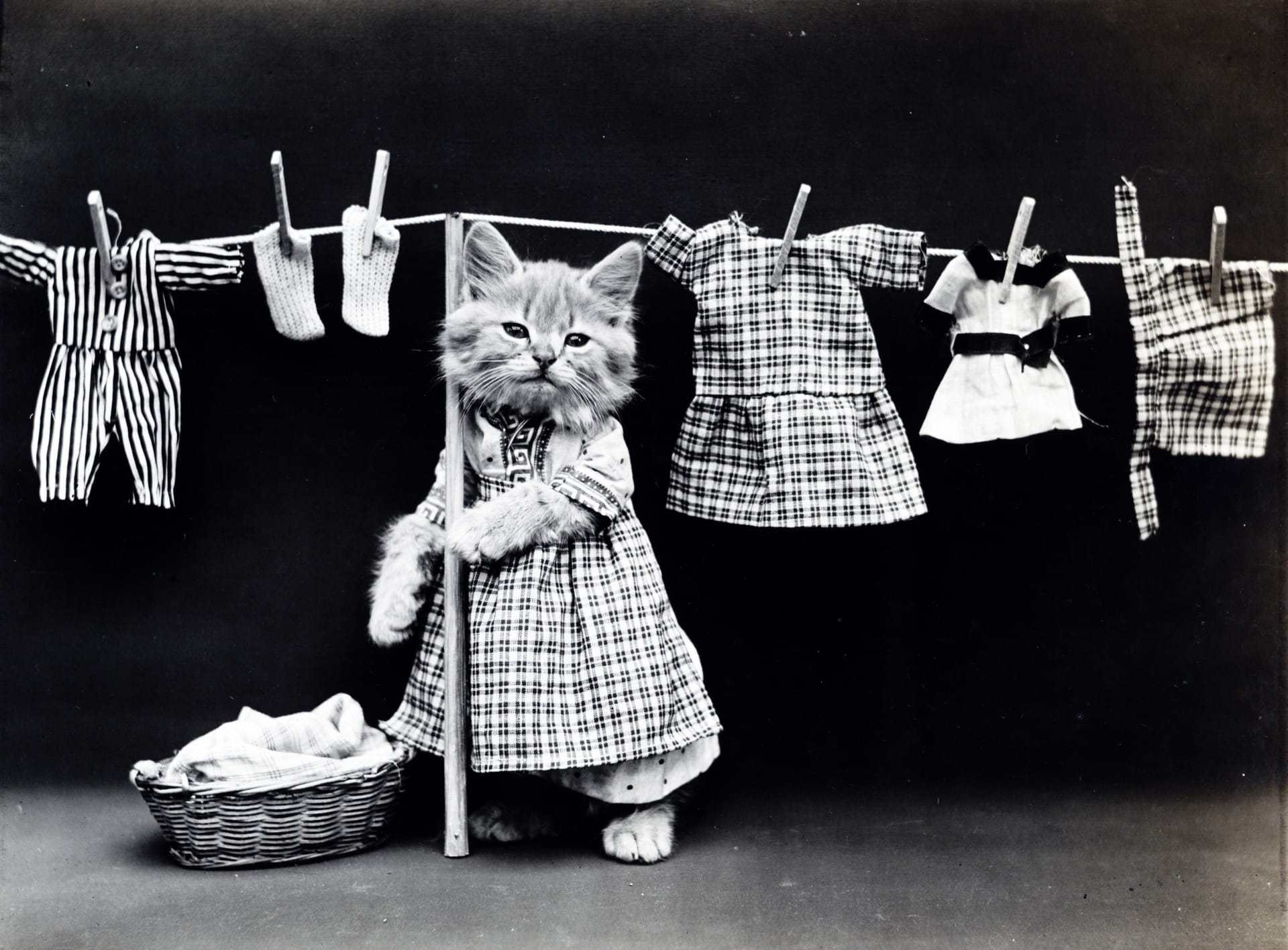 holding, white, grayscale, indoors, cute, animal themes, animal, childhood, washing line, whisker, photo, studio shot, black, pets, mammal, basket, front view, HD Wallpaper