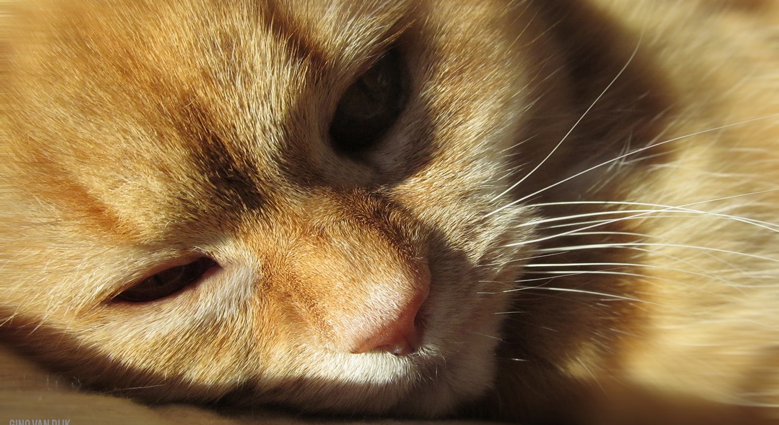 domestic animals, orange, animal body part, vertebrate, 720P, kitten, hair, animal eye, whisker, cat, mammal, feline, small, animal, snout, cute, poes, HD Wallpaper