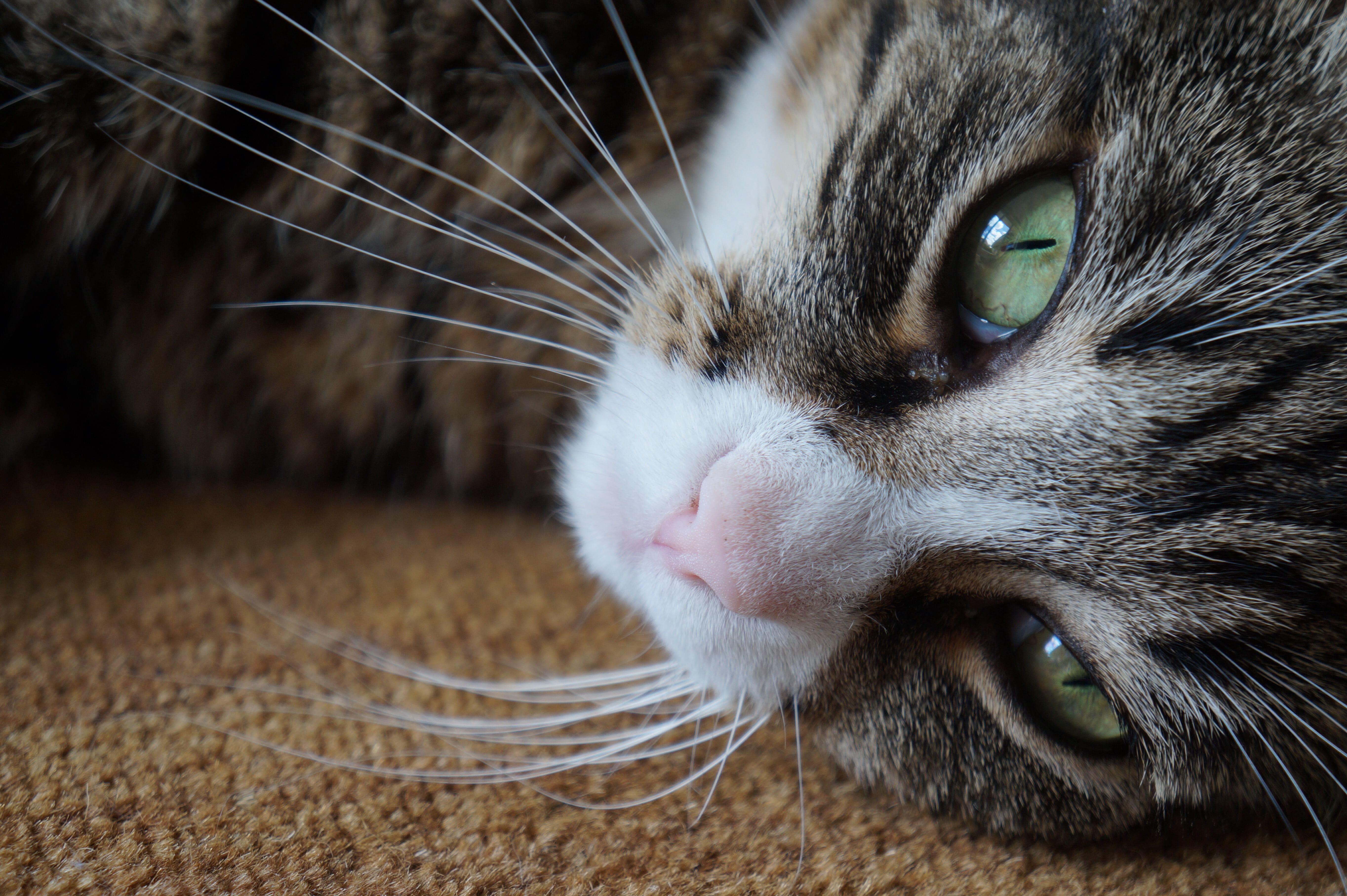 focus on foreground, feline, one animal, animal nose, brown, fur, cat, textile, pets, looking, no people, 5K, kat, domestic Cat, animal eye, gray, close-up, HD Wallpaper