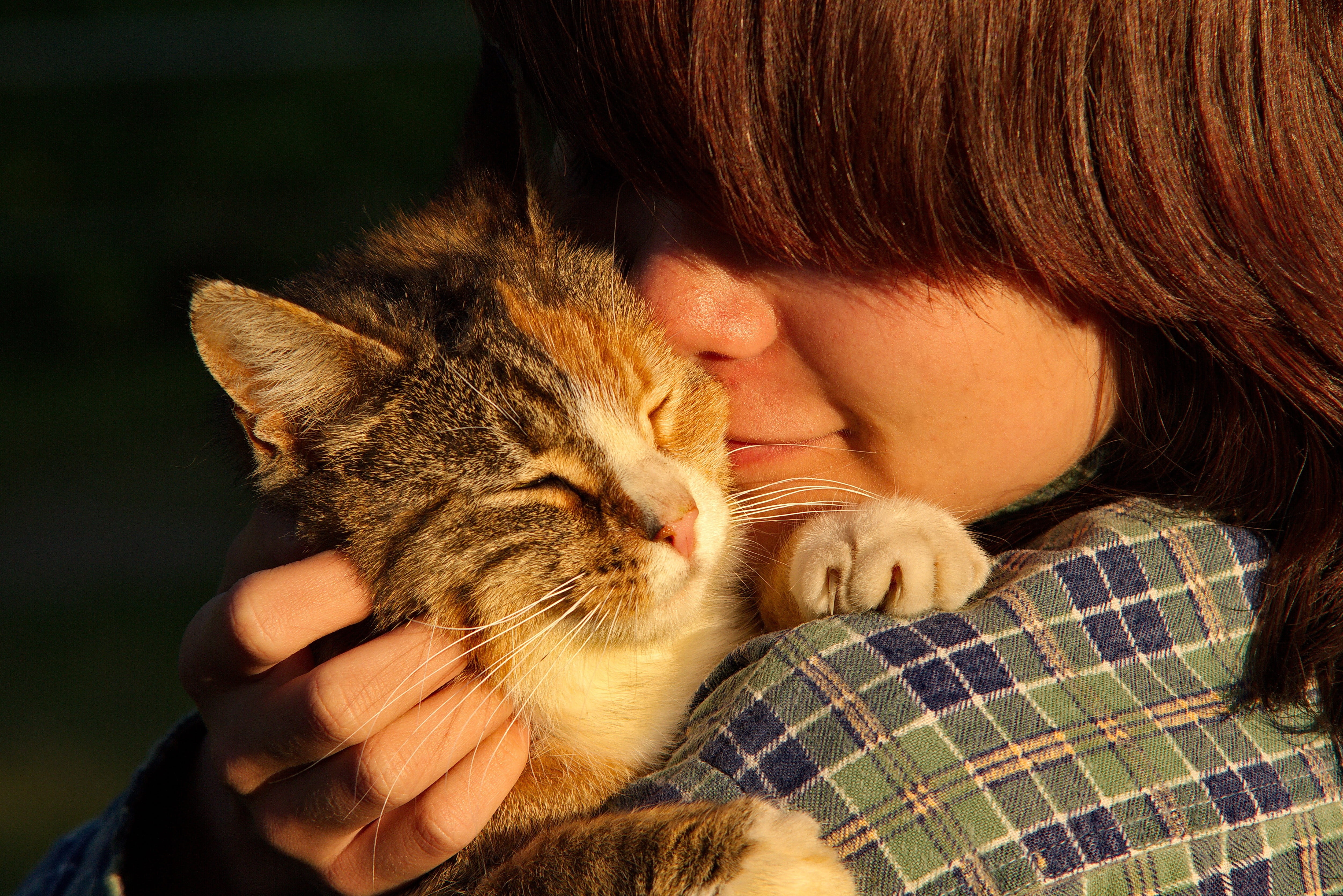women, domestic, positive emotion, hairstyle, care, whisker, cute, close-up, real people, domestic Cat, child, cats, adult, animal, kat, pet owner, mammal, HD Wallpaper