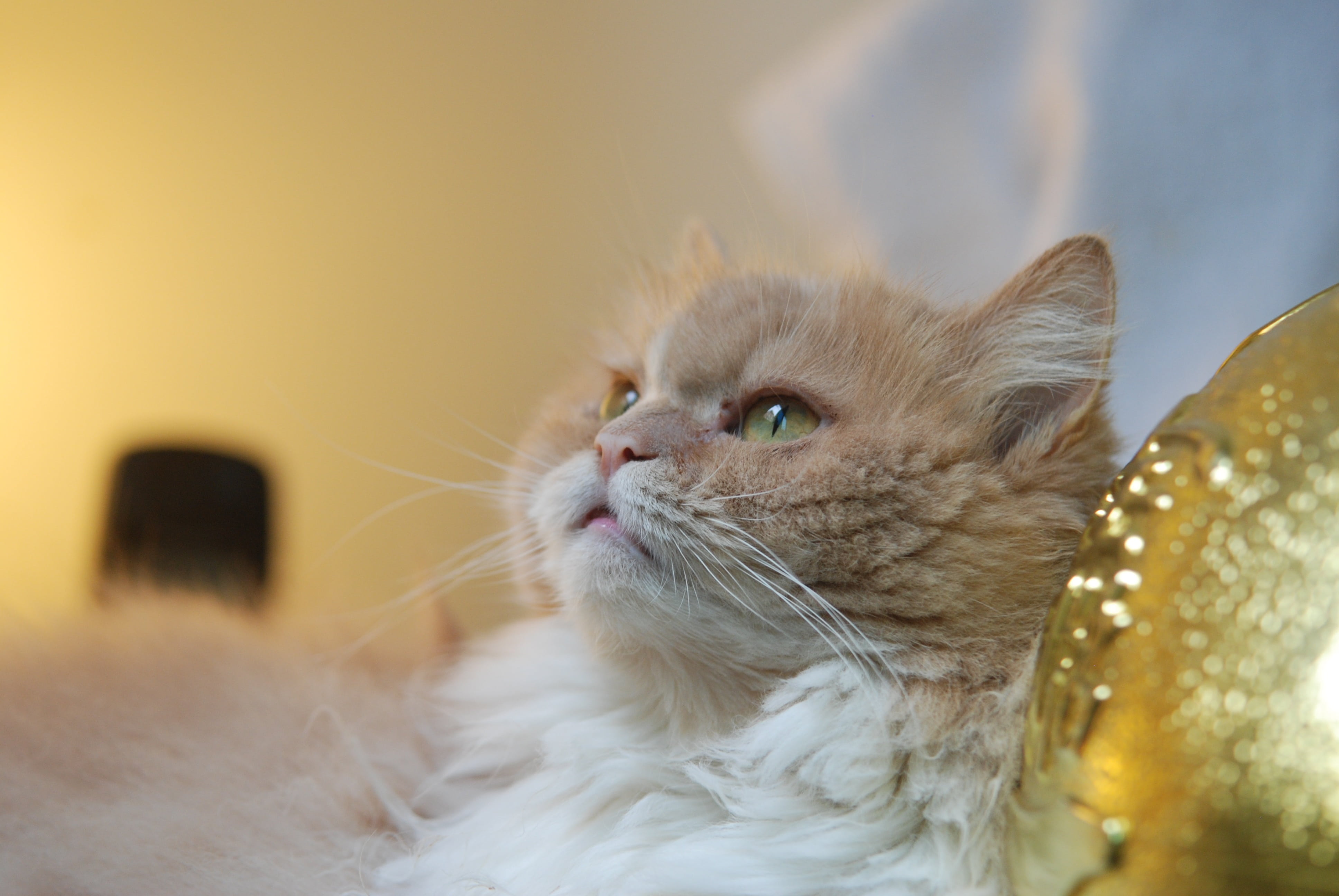 one animal, pet, animal body part, no people, pets, vertebrate, looking, indoors, animal hair, gel reviews, cat, animal, cute, domestic, close-up, domestic animals, HD Wallpaper