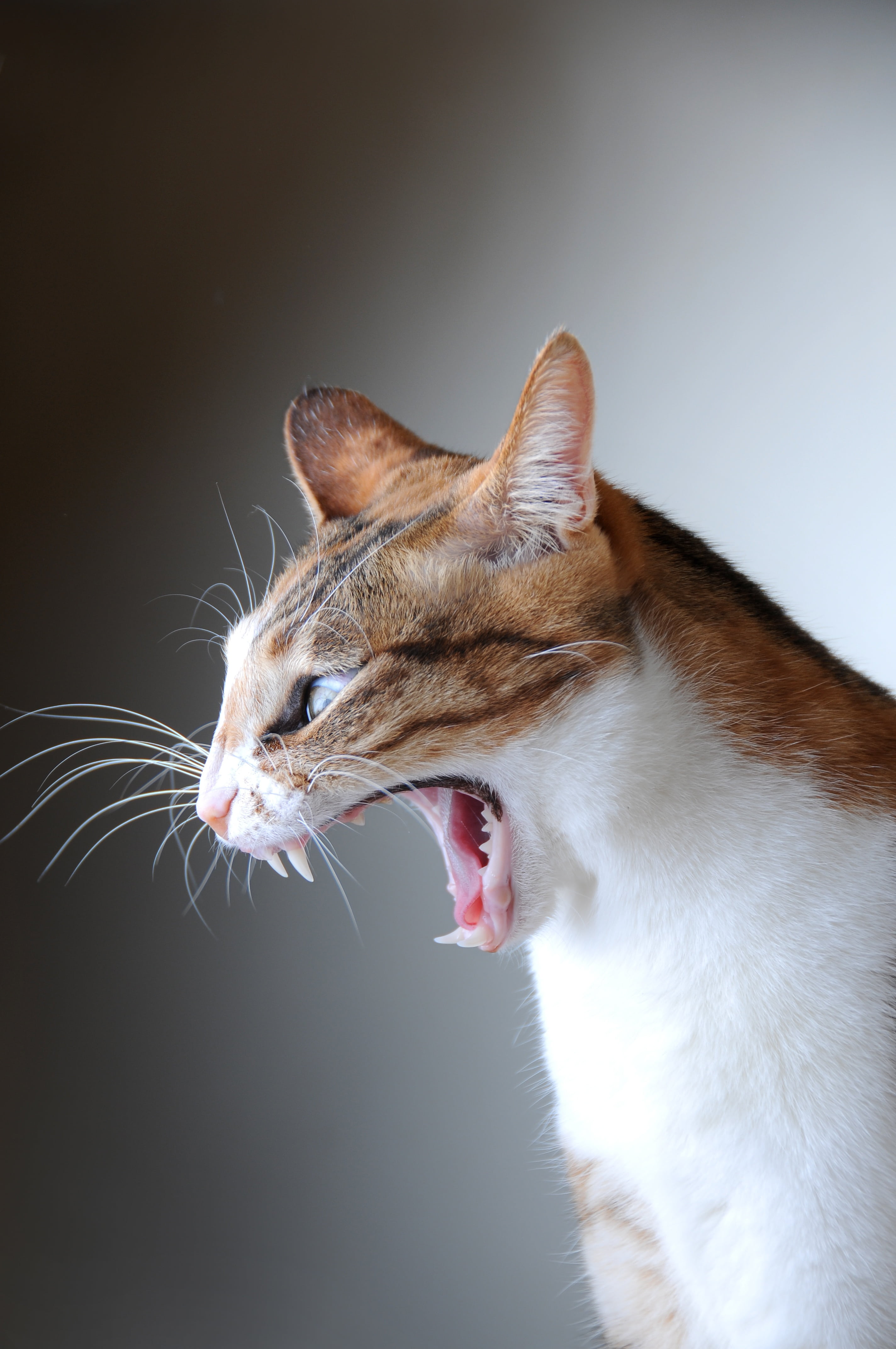 cat, domestic animals, one animal, whisker, tabby, mouth, aggression, lateral face, domestic cat, pet, gray, 4K, ginger cat, animal tongue, mammal, vertebrate, Phone HD Wallpaper