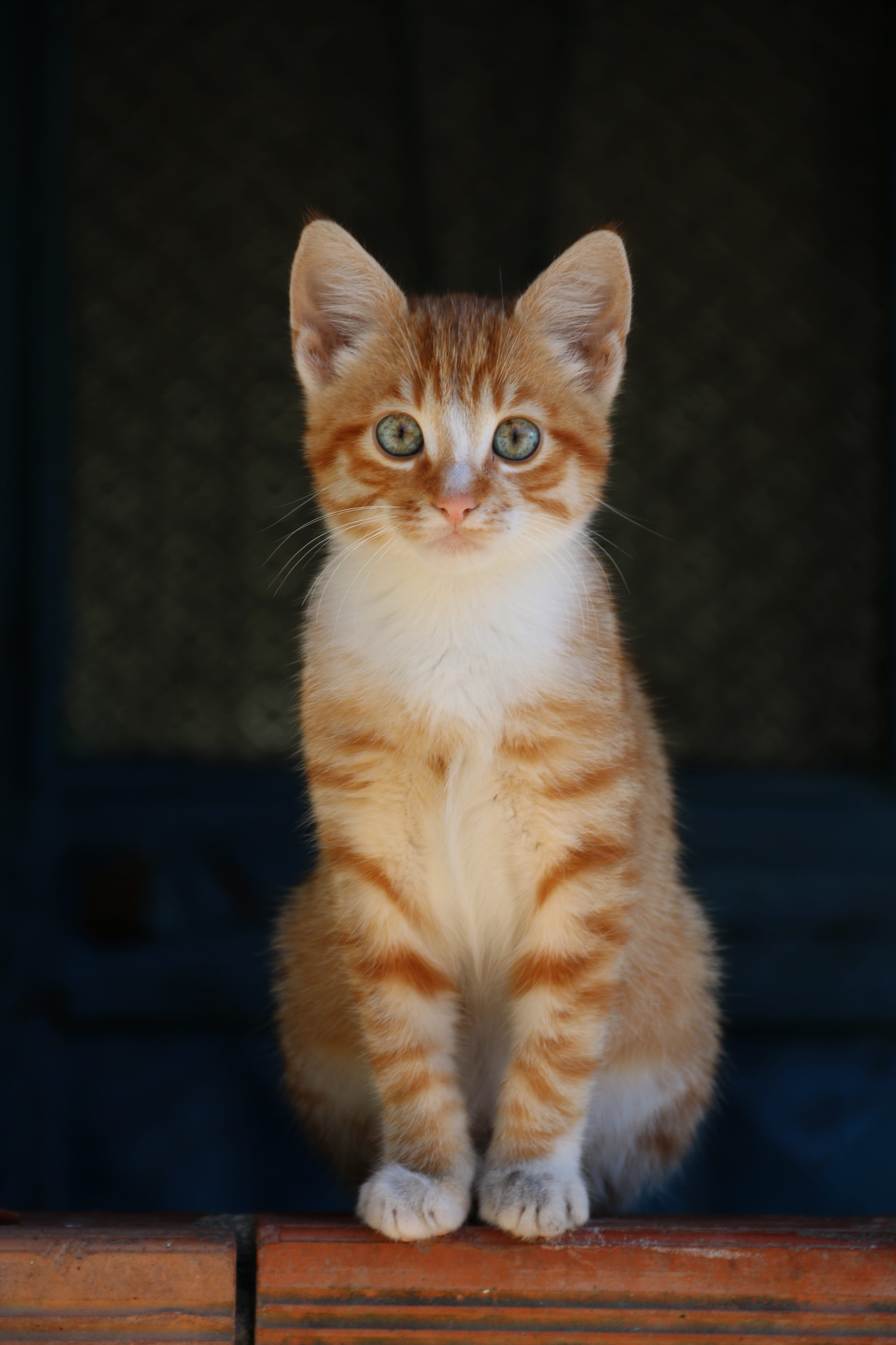 one animal, close-up, on top, street, animal portrait, orange, pets, portrait, feather, sitting, animal, kitty, close, front view, surface, ginger cat, Phone HD Wallpaper