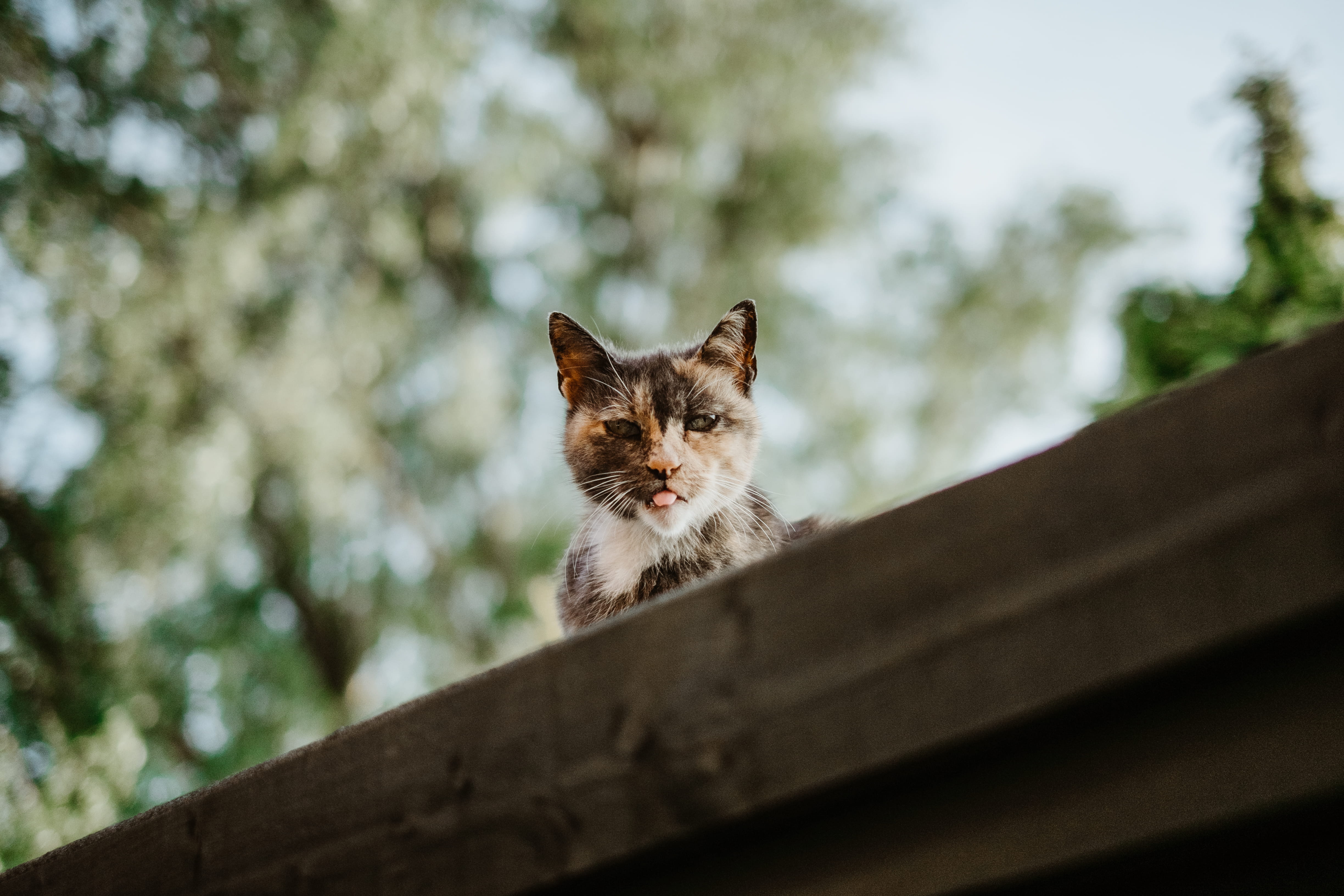 no people, domestic animals, focus, vertebrate, rooftop, cat, animals in the wild, low angle view, film, feline, 4K, nature, day, animal wildlife, pet, HD Wallpaper