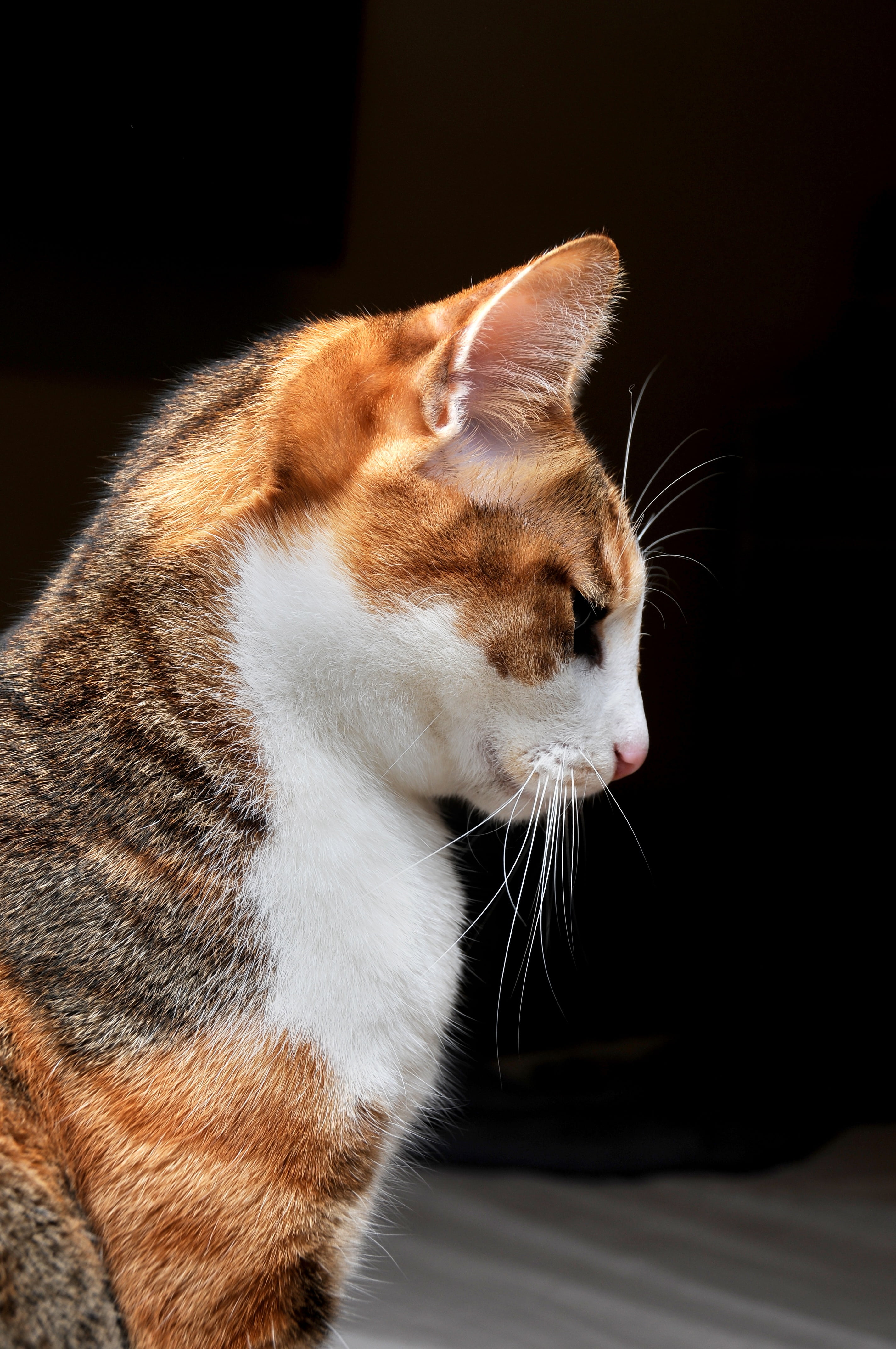 cat, bow stare, indoors, animal, 4K, animal head, pet, whisker, domestic, mammal, looking, ginger cat, vertebrate, lateral face, close, focus on foreground, Phone HD Wallpaper