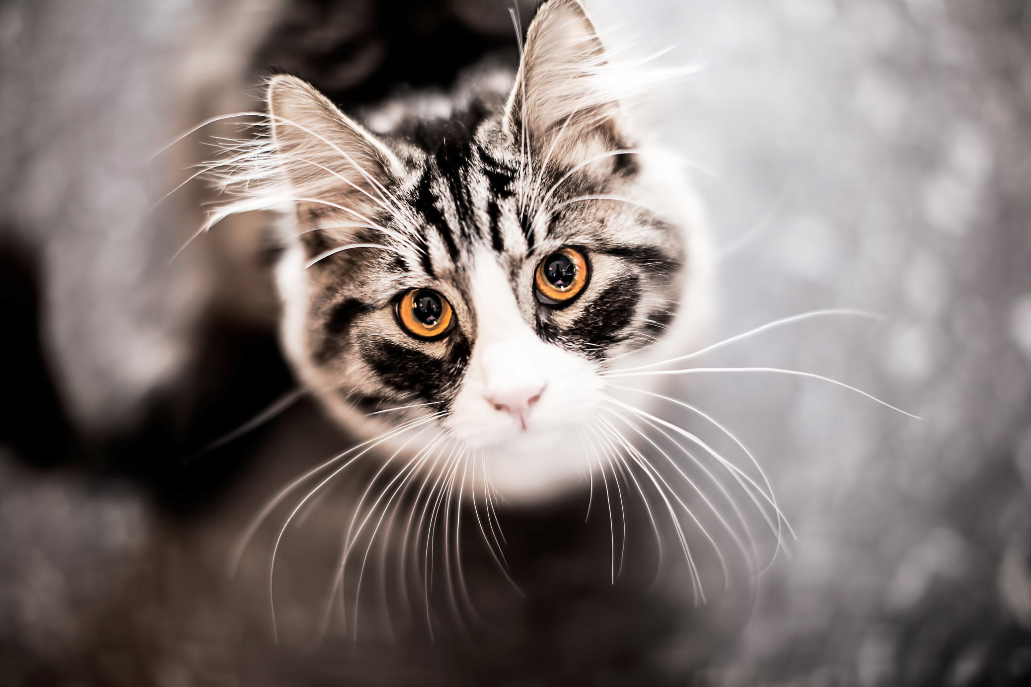 1080P, domestic, human Face, kitten, mustache, vertebrate, portrait, gray, white, feline, fluffy, mammal, cute, face, short, fur, close-up, cat, black Color, HD Wallpaper
