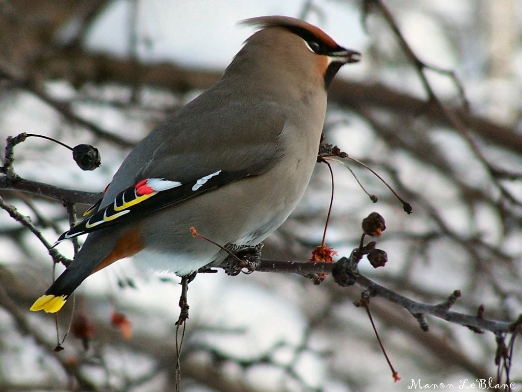 animals, tree, red, Bird, Small, ask, branch, brown, hd, birds, 480P, art, jerry, HD Wallpaper