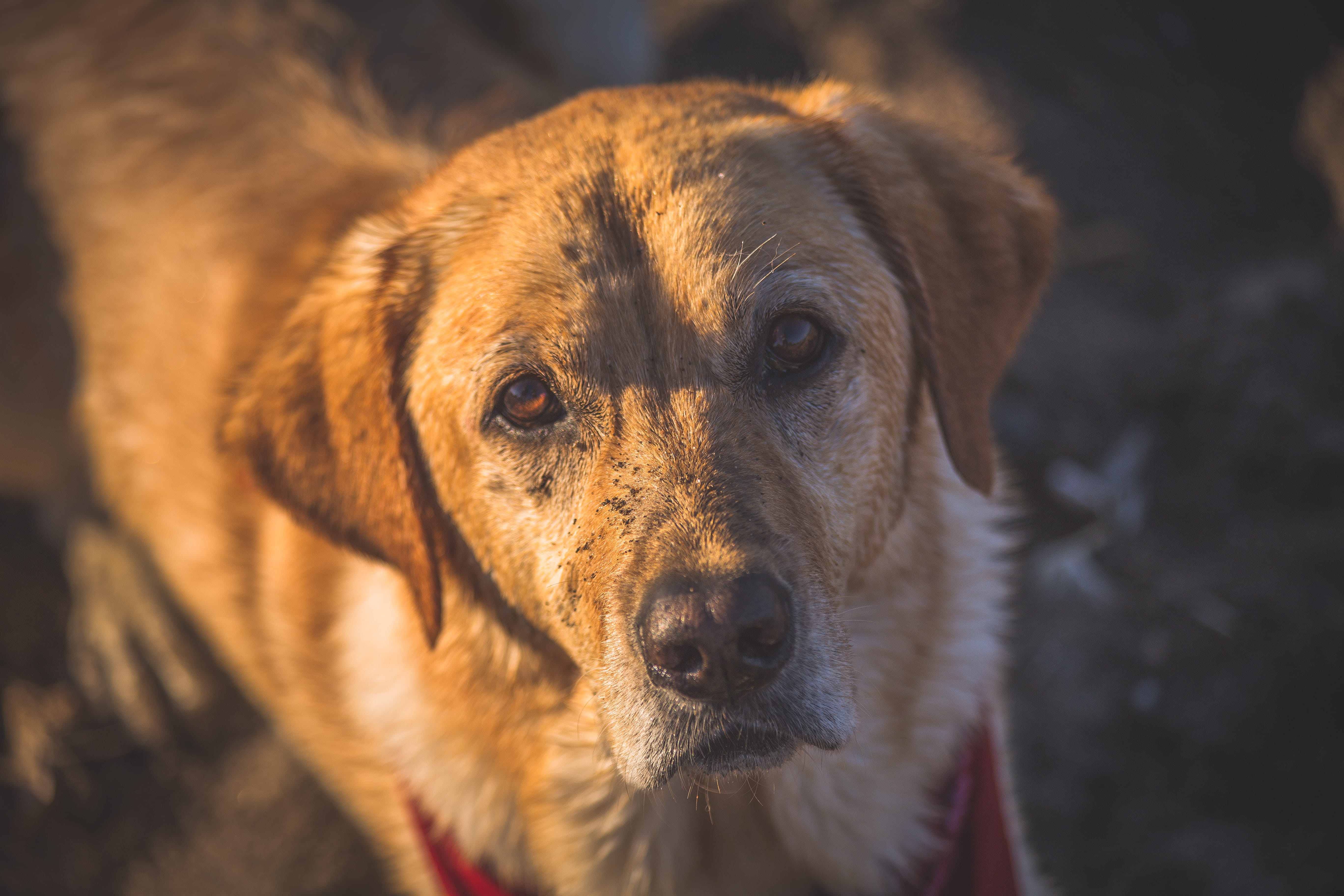 focus on foreground, close-up, pets, cute, sweet, 19 story st, animal themes, labrador, beg, mammal, one animal, domestic animals, brown, lab, labrador retriver, HD Wallpaper
