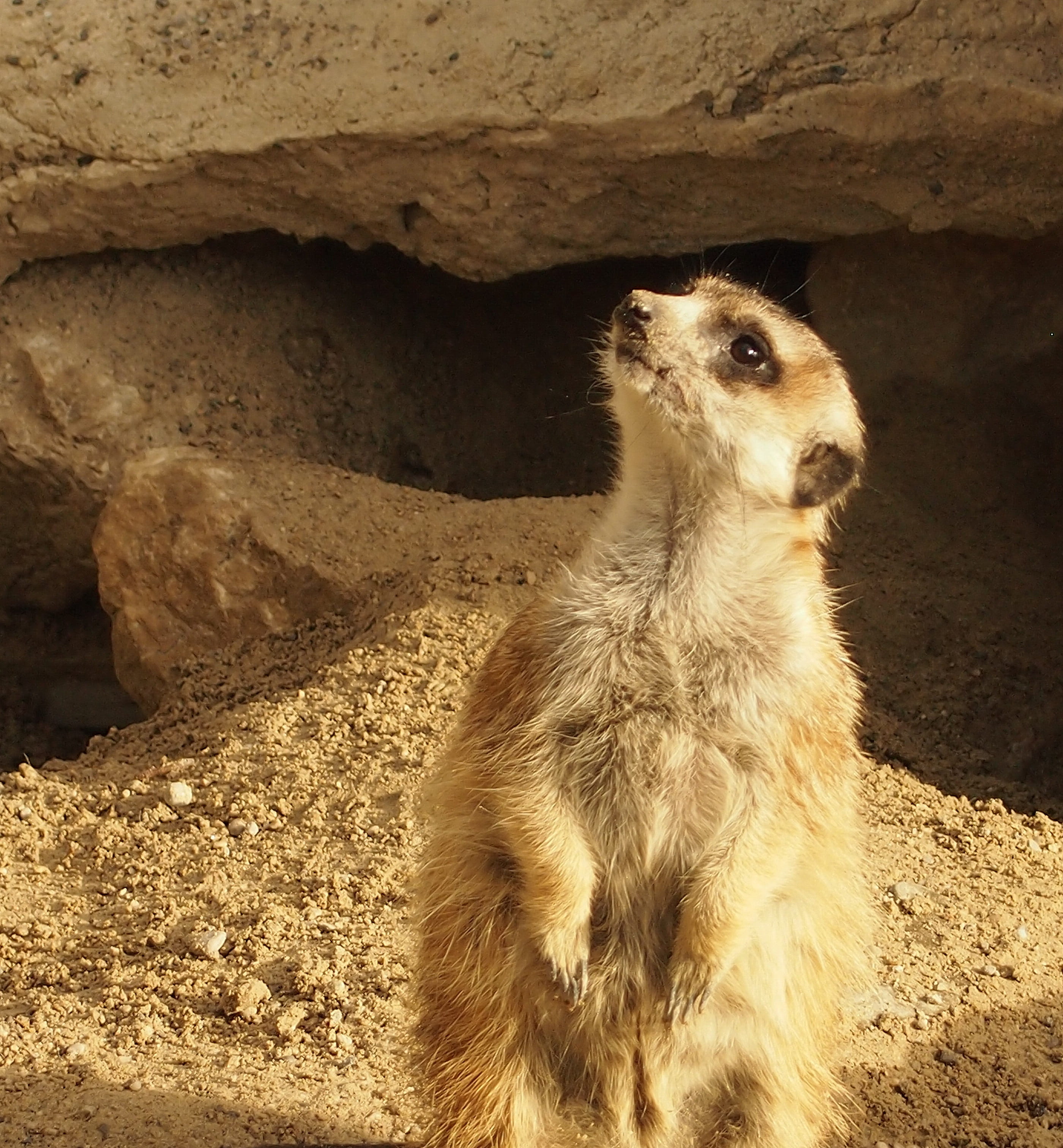 solid, asking, outdoors, looking away, no people, sunlight, rock - object, mammal, animals in the wild, land, looking, meerkat, nature, vertebrate, animal themes, Phone HD Wallpaper