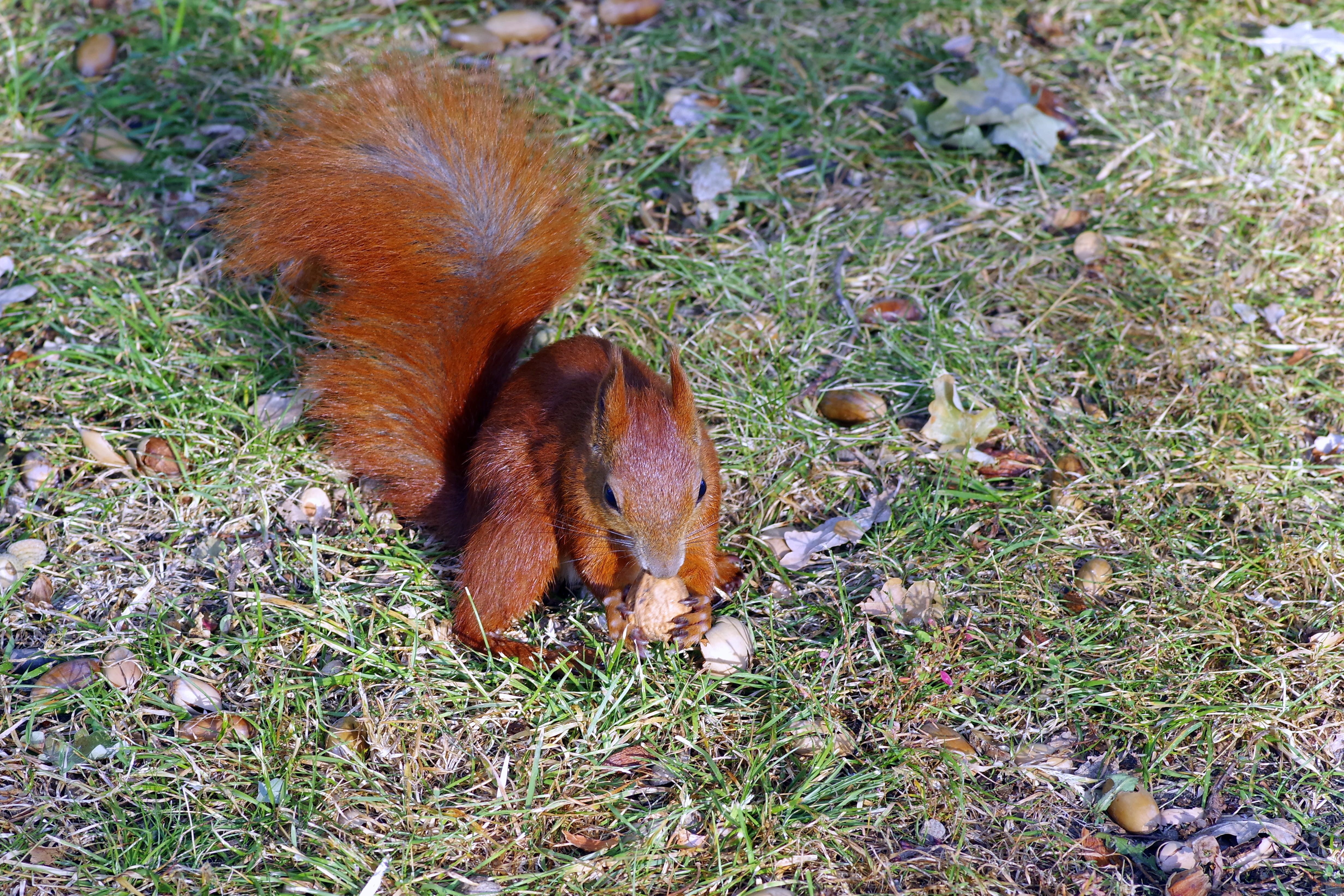 high angle view, spacer, closeup, grass, animals, herbivorous, land, walnut, bathrooms, animal wildlife, field, animals in the wild, the squirrel, tail, HD Wallpaper