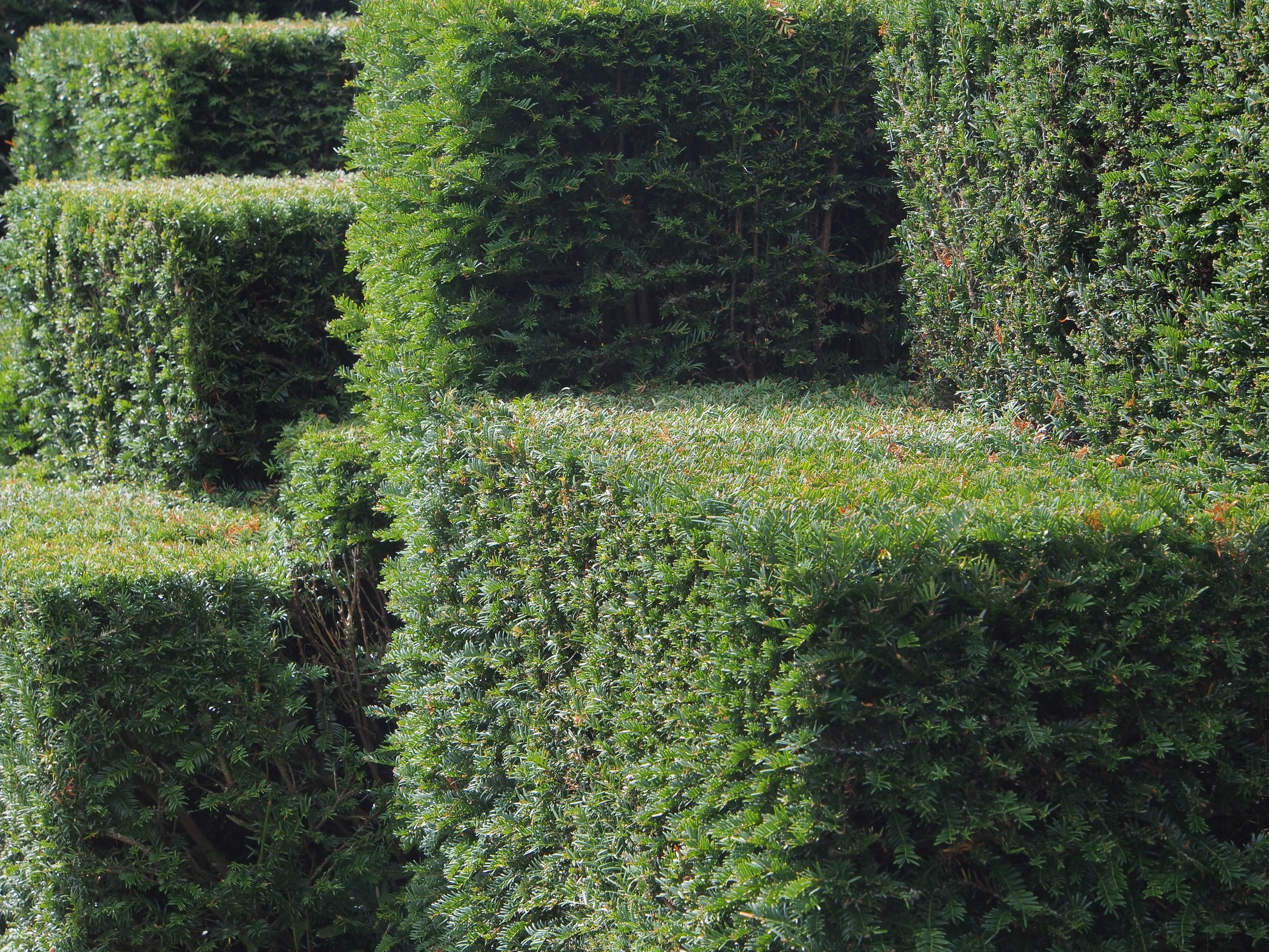 ornate, Garden, pattern, green color, right, plant, plantation, lush foliage, 4K, geometric, tranquil scene, outdoors, land, shape, grass, leaf, Hedge, HD Wallpaper