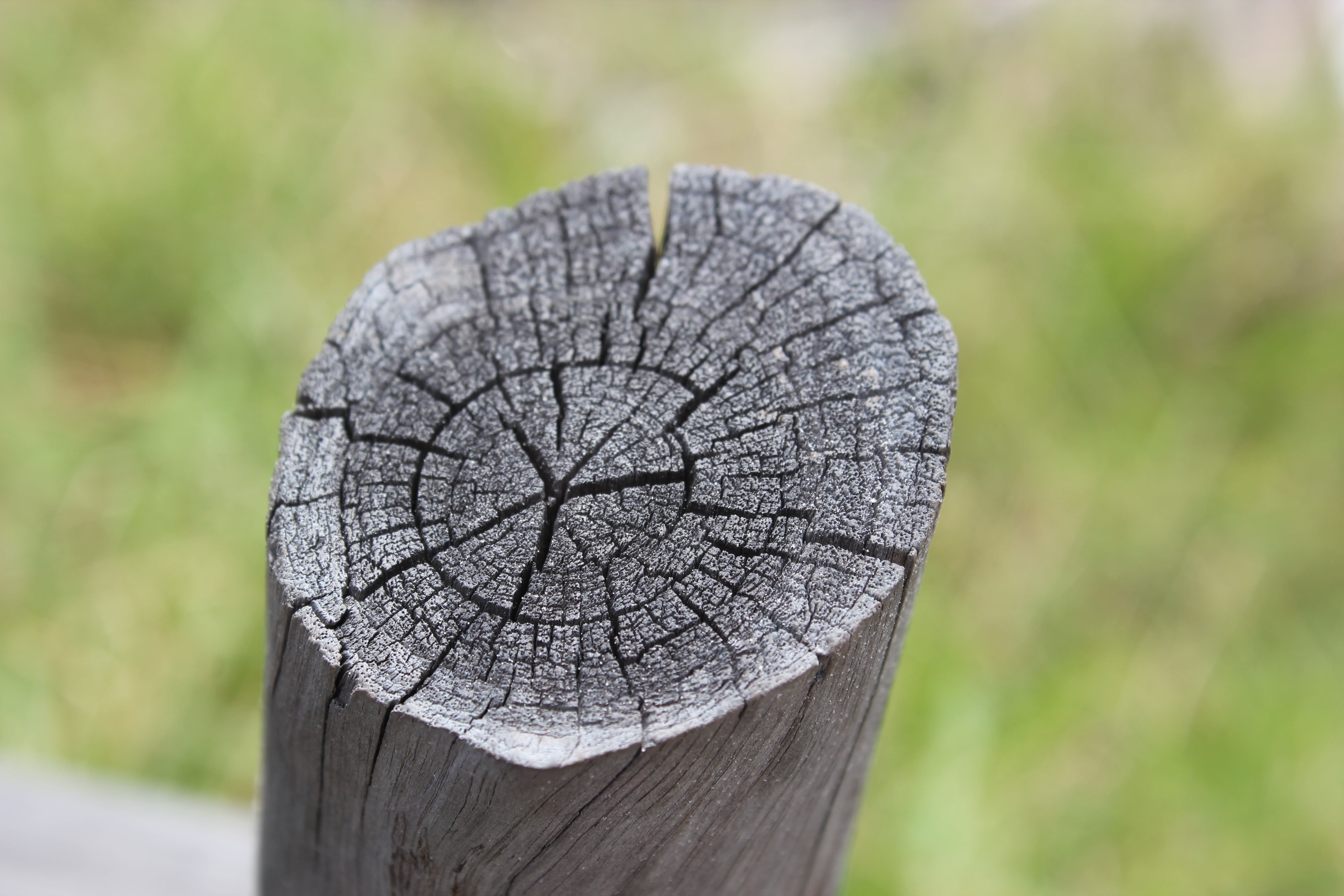 wood - material, focus on foreground, old wood, trunk, plant, outdoors, day, tree, no people, environmental damage, fence, tree ring, forest, deforestation, HD Wallpaper