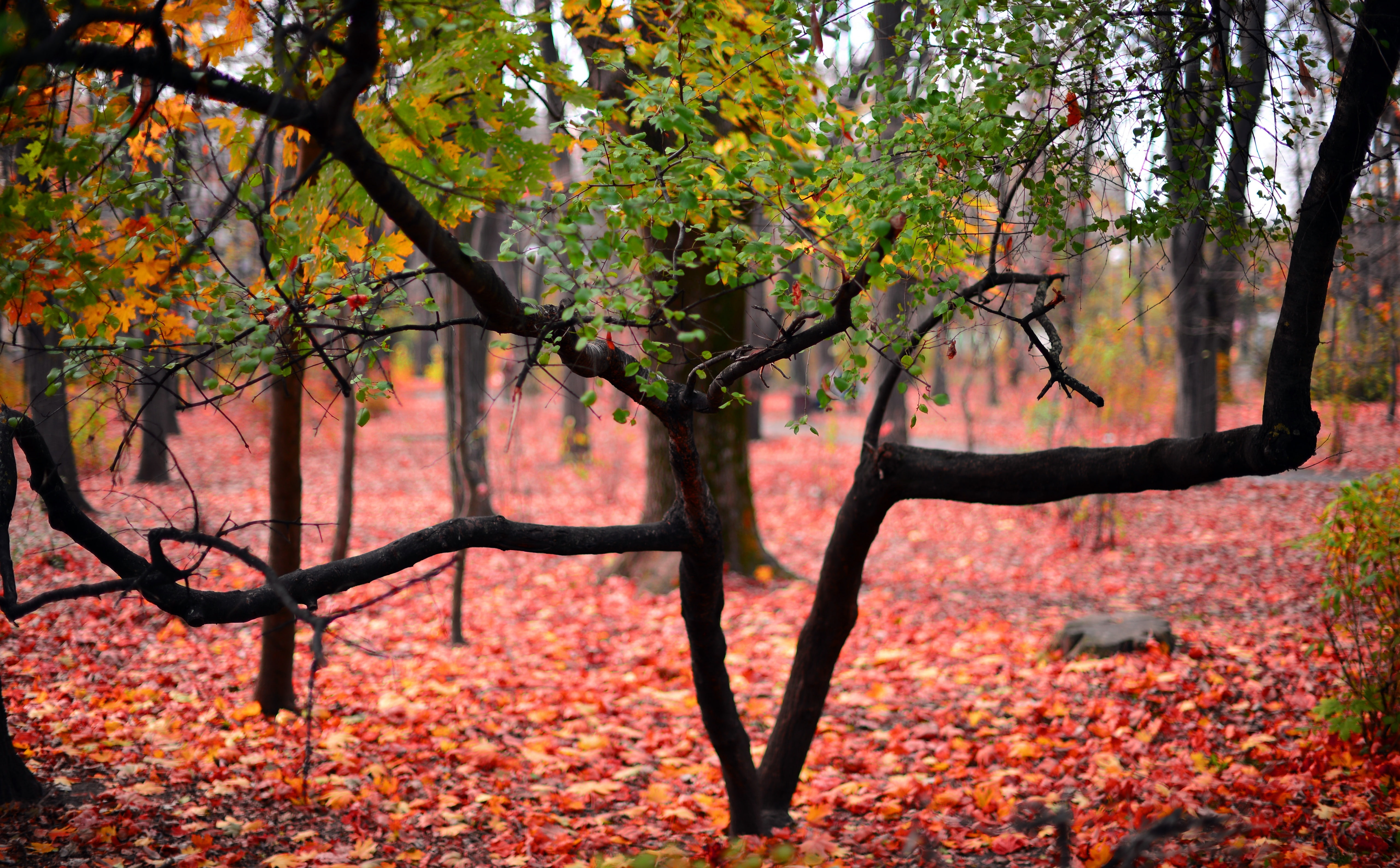 tree trunk, Tree, leaves, falling, forest, tranquility, no people, vibrant, plant part, plant, day, outdoors, land, trunk, branch, natural condition, fall, HD Wallpaper