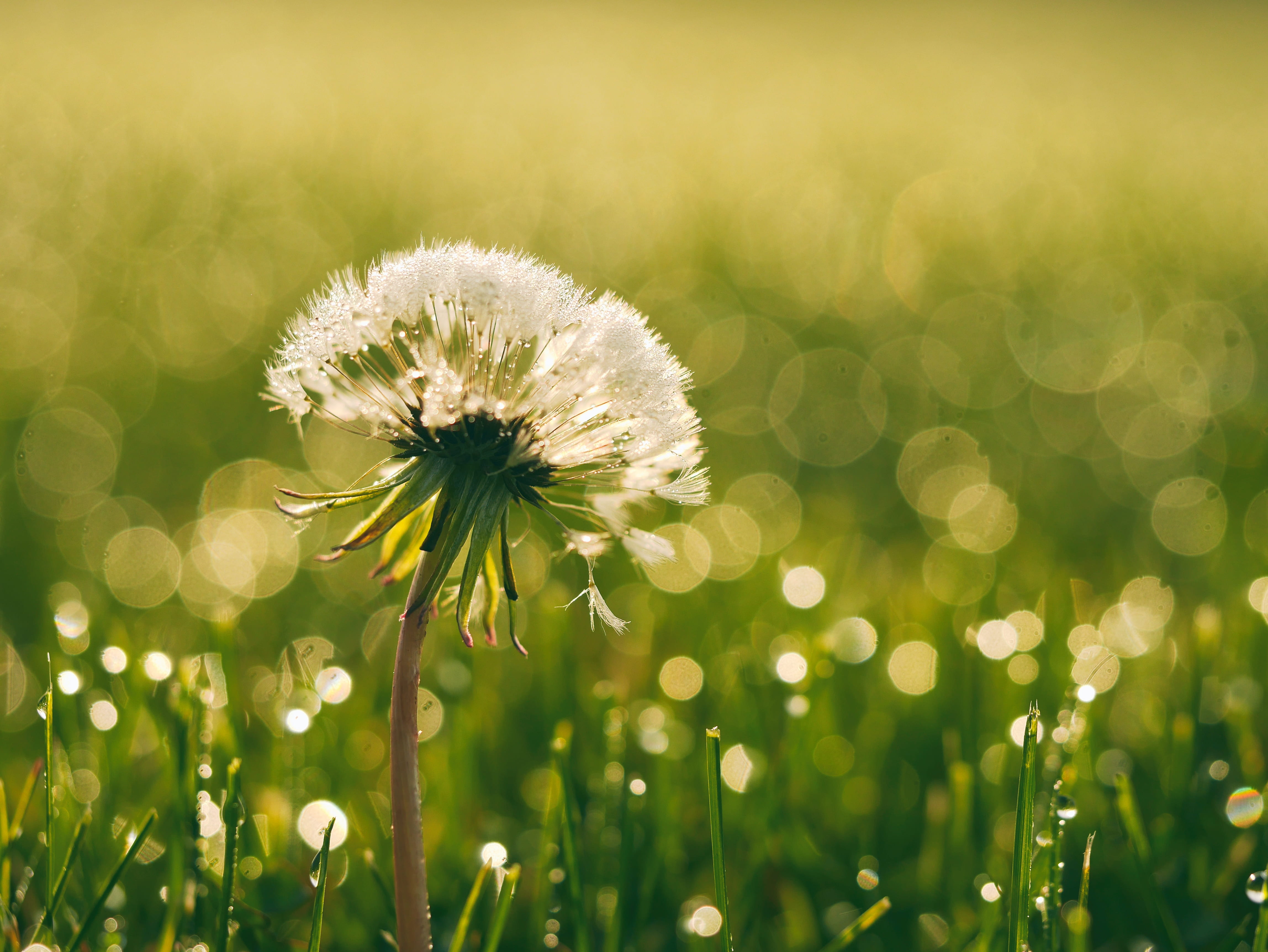 nature, 4K, hope, blow, morning, selective focus, waiting, inflorescence, flower head, uncultivated, green, flowering plant, plant, closeup, photography, HD Wallpaper