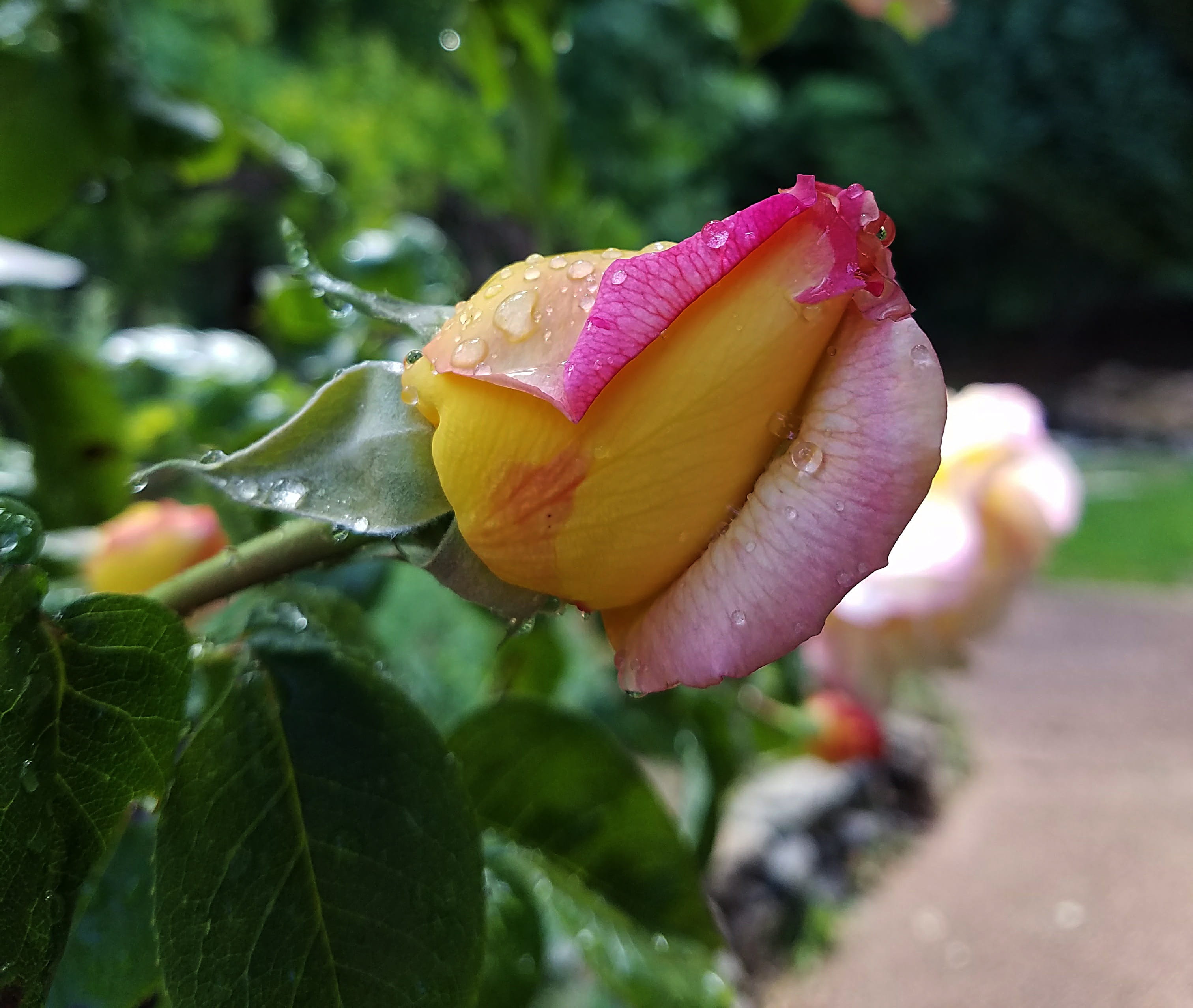 bud, Rose, freshness, nature, day, love, Pink, inflorescence, outdoors, flowering plant, plant, sepal, Yellow, fragility, dew, growth, drop, close-up, path, HD Wallpaper